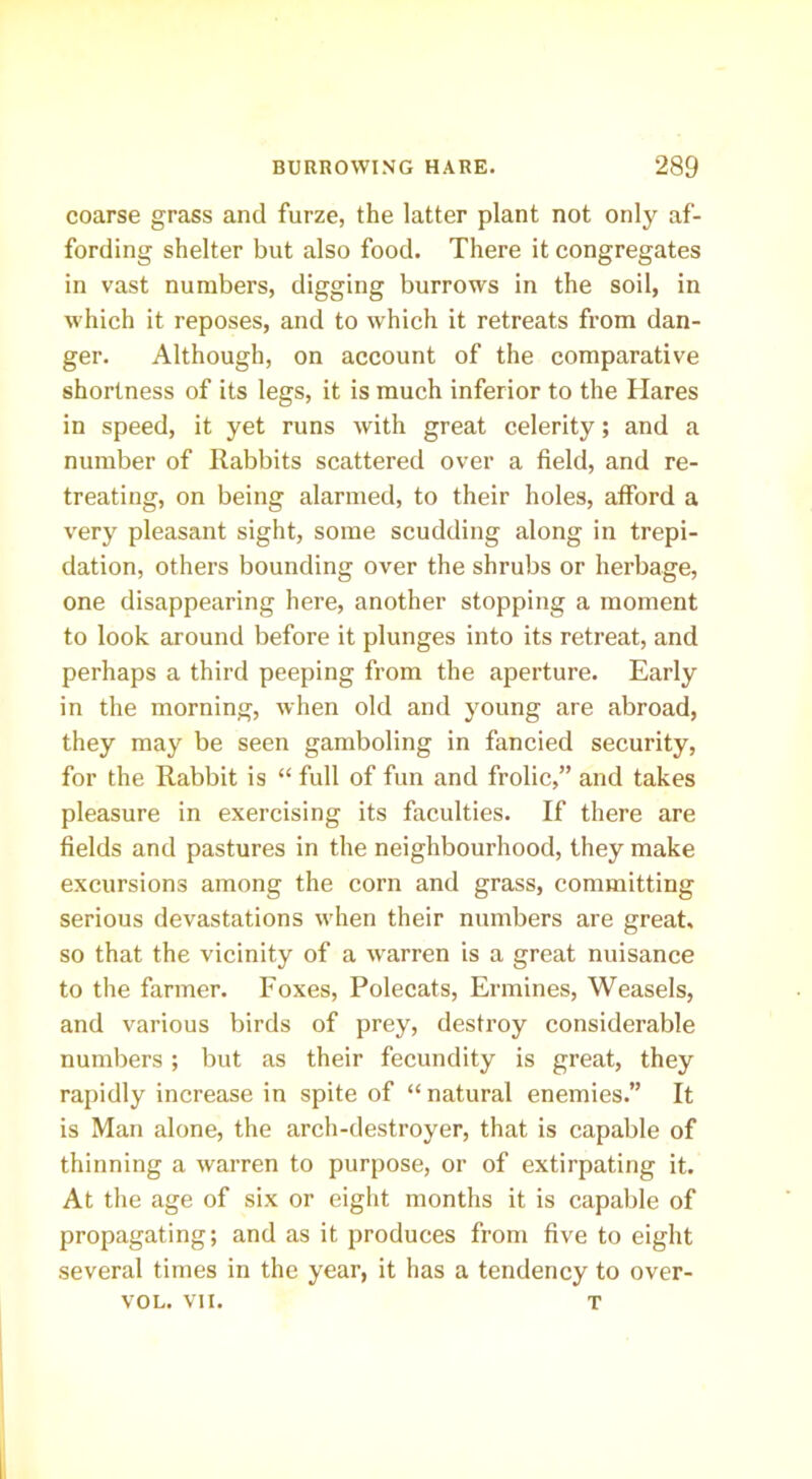 coarse grass and furze, the latter plant not only af- fording shelter but also food. There it congregates in vast numbers, digging burrows in the soil, in which it reposes, and to which it retreats from dan- ger. Although, on account of the comparative shortness of its legs, it is much inferior to the Hares in speed, it yet runs with great celerity; and a number of Rabbits scattered over a field, and re- treating, on being alarmed, to their holes, afford a very pleasant sight, some scudding along in trepi- dation, others bounding over the shrubs or herbage, one disappearing here, another stopping a moment to look around before it plunges into its retreat, and perhaps a third peeping from the aperture. Early in the morning, when old and young are abroad, they may be seen gamboling in fancied security, for the Rabbit is “ full of fun and frolic,” and takes pleasure in exercising its faculties. If there are fields and pastures in the neighbourhood, they make excursions among the corn and grass, committing serious devastations when their numbers are great, so that the vicinity of a warren is a great nuisance to the farmer. Foxes, Polecats, Ermines, Weasels, and various birds of prey, destroy considerable numbers; but as their fecundity is great, they rapidly increase in spite of “natural enemies.” It is Man alone, the arch-destroyer, that is capable of thinning a warren to purpose, or of extirpating it. At the age of six or eight months it is capable of propagating; and as it produces from five to eight several times in the year, it has a tendency to over- VOL. VII. T