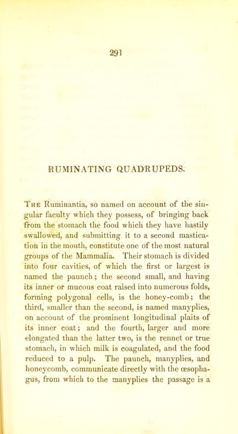 RUMINATING QUADRUPEDS. The Ruminantia, so named on account of the sin- gular faculty which they possess, of bringing back from the stomach the food which they have hastily swallowed, and submitting it to a second mastica- tion in the mouth, constitute one of the most natural groups of the Mammalia. Their stomach is divided into four cavities, of which the first or largest is named the paunch; the second small, and having its inner or mucous coat raised into numerous folds, forming polygonal cells, is the honey-comb; the third, smaller than the second, is named manyplies, on account of the prominent longitudinal plaits of its inner coat; and the fourth, larger and more elongated than the latter two, is the rennet or true stomach, in which milk is coagulated, and the food reduced to a pulp. The paunch, manyplies, and honeycomb, communicate directly with the oesopha- gus, from which to the manyplies the passage is a