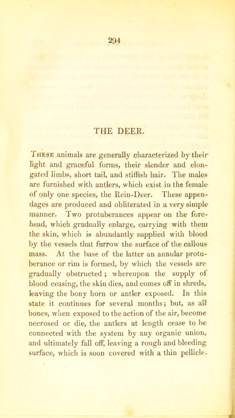 THE DEER. These animals are generally characterized by their light and graceful forms, their slender and elon- gated limbs, short tail, and stiffish hair. The males are furnished with antlers, which exist in the female of only one species, the Rein-Deer. These appen- dages are produced and obliterated in a very simple manner. Two protuberances appear on the fore- head, which gradually enlarge, carrying with them the skin, which is abundantly supplied with blood by the vessels that furrow the surface of the callous mass. At the base of the latter an annular protu- berance or rim is formed, by which the vessels are gradually obstructed; whereupon the supply of blood ceasing, the skin dies, and comes off in shreds, leaving the bony horn or antler exposed. In this state it continues for several months; but, as all bones, when exposed to the action of the air, become necrosed or die, the antlers at length cease to be connected with the system by any organic union, and ultimately fall off, leaving a rough and bleeding surface, which is soon covered with a thin pellicle-