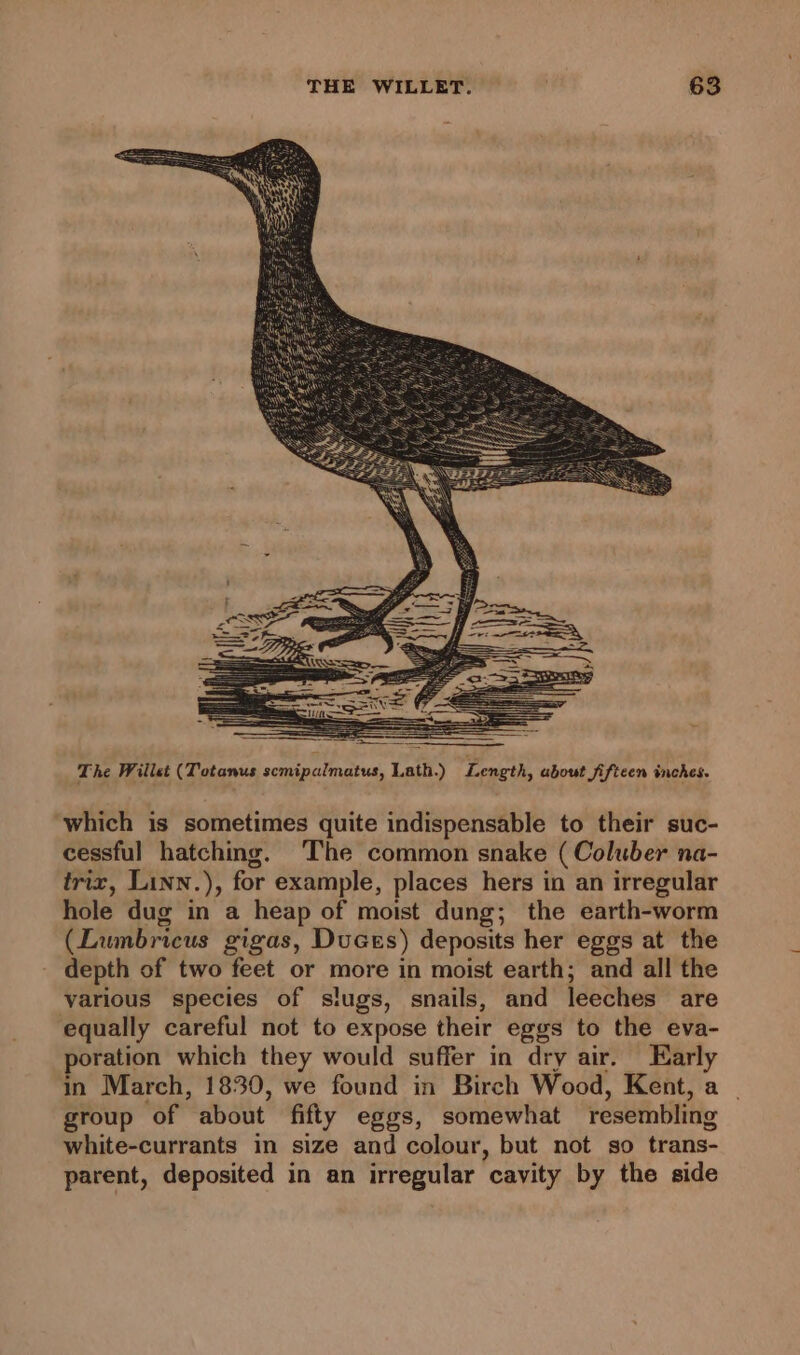 The Willet (Totanus scmipalmatus, Lath.) Length, about fifteen inches. ‘which is sometimes quite indispensable to their suc- cessful hatching. ‘The common snake (Coluber na- trix, Linn.), for example, places hers in an irregular hole dug in a heap of moist dung; the earth-worm (Lumbricus gigas, Duces) deposits her eggs at the depth of two feet or more in moist earth; and all the various species of slugs, snails, and leeches are equally careful not to expose their eggs to the eva- poration which they would suffer in dry air. Early in March, 1830, we found in Birch Wood, Kent, a group of about fifty eggs, somewhat resembling white-currants in size and colour, but not so trans- parent, deposited in an irregular cavity by the side