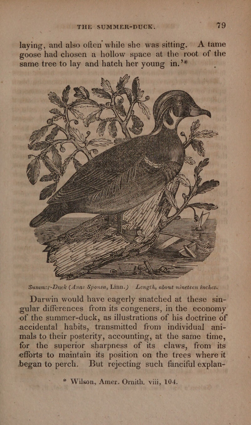 laying, and also often while she was sitting. A tame goose had chosen a hollow space at the root. of the same tree to lay and hatch her young in.’”* ; Sunumer-Duck (Anas Sponsa, Linn.) Length, about nineteen inches. Darwin would have eagerly snatched at these sin- gular differences from its congeners, in the economy of the summer-duck, as illustrations of his doctrine of accidental habits, transmitted from individual ani- mals to their posterity, accounting, at the sarne time, for the superior sharpness of its claws, from its efforts to maintain its position on the trees where it began to perch. But rejecting such fanciful explan- * Wilson, Amer. Ornith. viii, 104.