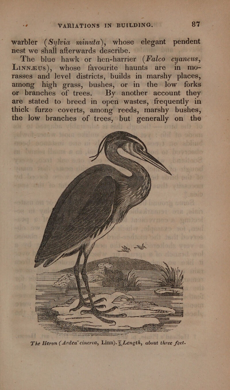 warbler (Sylvia minuta), whose elegant pendent nest we shall afterwards describe. The blue hawk or hen-harrier (Falco cyaneus, Linnxvs), whose favourite haunts are in mo- rasses and level districts, builds in marshy places, among high grass, bushes, or in the low forks or branches of trees. By another account they are stated to breed in open wastes, frequently in thick furze coverts, among reeds, marshy bushes, the low branches of trees, but generally on the © The Heron ( Ardea’ cinerea, Linn). ? Length, about three feet.