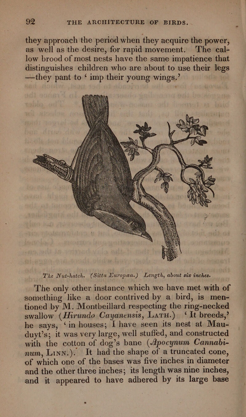 they approach the period when they acquire the power, as well as the desire, for rapid movement. The cal- low brood of most nests have the same impatience that distinguishes children who are about to use their legs —they pant to ‘ imp their young wings.’ The only other instance which we have met with of something like a door contrived by a bird, is men- tioned by M. Montbeillard respecting the ring-necked swallow (Hirundo Cayanensis, Laru.) ‘ It breeds,’ he says, ‘in houses; I have seen its nest at Mau- duyt’s; it was very large, well stuffed, and constructed with the cotton of dog’s bane (Apocynum Cannali- num, Linn.). It had the shape of a truncated cone, of which one of the bases was five inches in diameter and the other three inches; its length was nine inches, and it appeared to have adhered by its large base