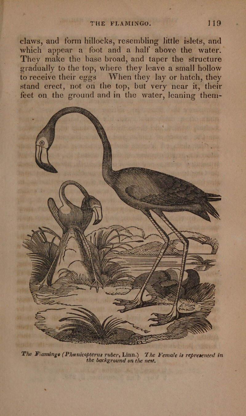 claws, and form hillocks, resembling little islets, and which appear a foot and a half above the water. They make the base broad, and taper the structure gradually to the top, where they leave a small hollow to receive their eggs © When they lay or hatch, they stand erect, not on the top, but very near it, their feet on the ground and in the water, leaning them- The Piaminge (Phenicopterus ruber, Linn.) The Female is represented in the background on the nest.