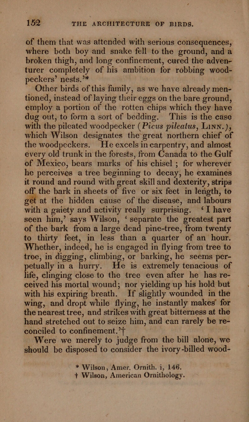 of them that was attended with serious consequences, where both boy and snake fell to the ground, and a broken thigh, and long confinement, cured the adven- turer completely of his ambition for robbing wood- peckers’ nests.’* Other birds of this family, as we have already men- tioned, instead of laying their eggs on the bare ground, employ a portion of the rotten chips which they have dug out, to form a sort of bedding. This is the case with the pileated woodpecker ( Picus pileatus, Linn.), which Wilson designates the great northern chief of the woodpeckers. He excels in carpentry, and almost every old trunk in the forests, from Canada to the Gulf of Mexico, bears marks of his chisel ; for wherever he perceives a tree beginning to decay, he examines it round and reund with great skill and dexterity, strips off the bark in sheets of five or six feet in length, to get at the hidden cause of the disease, and labours with a gaiety and activity really surprising. ‘I have seen him,’ says Wilson, ‘ separate the greatest part of the bark from a large dead pine-tree, from twenty to thirty feet, in less than a quarter of an hour. Whether, indeed, he is engaged in flying from tree to tree, in digging, climbing, or barking, he seems per- petually in a hurry. He is extremely tenacious of life, clinging close to the tree even after he has re- ceived his mortal wound; nor yielding up his hold but with his expiring breath. If slightly wounded in the wing, and dropt while flying, he instantly makes’ for the nearest tree, and strikes with great bitterness at the hand stretched out to seize him, and can rarely be re- conciled to confinement.’ | Were we merely to judge from the bill alone, we should be disposed to consider the ivory-billed wood- * Wilson, Amer. Ornith. 1, 146. + Wilson, American Ornithology.