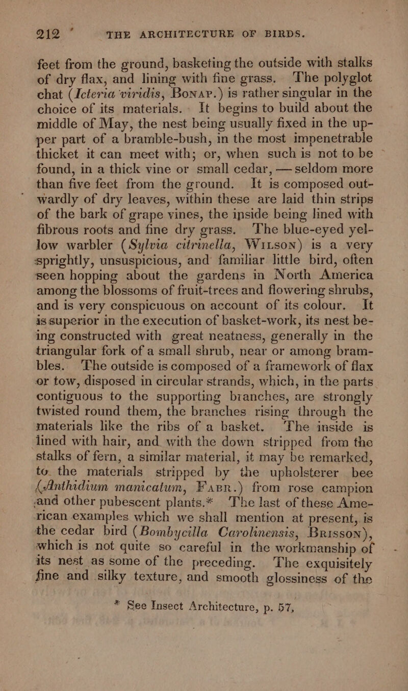 feet from the ground, basketing the outside with stalks of dry flax, and lining with fine grass. The polyglot chat (Icteria viridis, Bonar.) is rather singular in the choice of its materials. It begins to build about the middle of May, the nest being usually fixed in the up- per part of a bramble-bush, in the most impenetrable thicket it can meet with; or, when such is not to be © found, in a thick vine or small cedar, —seldom more than five feet from the ground. It is composed out- wardly of dry leaves, within these are laid thin strips of the bark of grape vines, the inside being lined with fibrous roots and fine dry grass. The blue-eyed yel- low warbler (Sylvia citrinelia, Witson) is a very sprightly, unsuspicious, and’ familiar little bird, often seen hopping about the gardens in North America among the blossoms of fruit-trees and flowering shrubs, and is very conspicuous on account of its colour. It is superior in the execution of basket-work, its nest be- ing constructed with great neatness, generally in the triangular fork of a small shrub, near or among bram- bles.. The outside is composed of a framework of flax or tow, disposed in circular strands, which, in the parts contiguous to the supporting branches, are strongly twisted round them, the branches rising through the materials like the ribs of a basket. The inside is lined with hair, and with the down stripped from the stalks of fern, a similar material, it may be remarked, to. the materials stripped by the upholsterer bee { Anthidium mamcatum, Fapr.) from rose campion and other pubescent plants.* The last of these Ame- rican examples which we shall mention at present, is the cedar bird (Bombycilla Carolinensis, Brisson), which is not quite so careful in the workmanship of its nest as some of the preceding. The exquisitely fine and silky texture, and smooth glossiness of the * See Insect Architecture, p. 57,