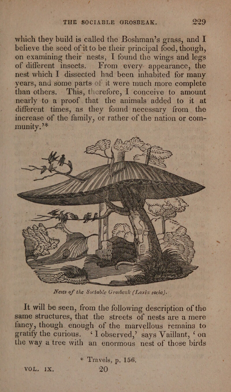 which they build is called the Boshman’s grass, and I believe the seed of it to be their principal food, though, on examining their nests, I found the wings and legs of different insects. From every. appearance, the nest which I dissected had been inhabited for many years, and some parts of it were much more complete than others. This, therefore, I conceive to amount nearly to a proof.that the animals added to it at different times, as they found necessary from. the increase of the family, or rather of the nation or com- munity.’* DN y) DAN ~ N \ SSM ‘ = Nests of the Soctable Grosbeak (Loxia socia). It will be seen, from the following description of the same structures, that the streets of nests are a mere fancy, though enough of the marvellous remains to gratify the curious. ‘1 observed,’ says Vaillant, ‘ on the way a tree with an enormous nest of those birds ' * Travels, p. 156. VOL. IX. 20