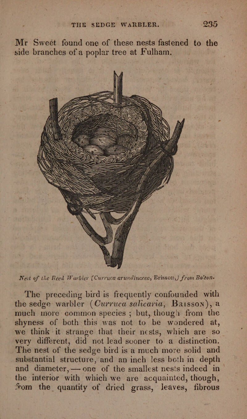 Mr Sweet found one of these nests fastened to the side branches of a poplar tree at Fulham. Nest of the Reed Warbier (Curruca arundinacea, Brisson,) from Bo'ton« The preceding bird is frequently confounded with the sedge warbler (Curruca salicaria, Baisson), a much more common species ; but, though from the shyness of both this was not to be wondered at, we think it strange that. their nests, which are so The nest of the sedge bird is a much more solid and substantial structure, and an inch less beth in depth and diameter,— one of the smallest nests indeed in the interior with which we are acquainted, though, *om the quantity of dried grass, leaves, fibrous