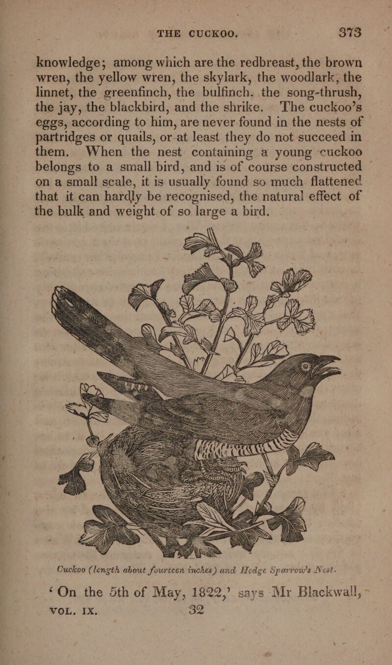 knowledge; among which are the redbreast, the brown wren, the yellow wren, the skylark, the woodlark, the linnet, the greenfinch, the bulfinch. the song-thrush, the jay, the blackbird, and the shrike. The cuckoo’s eggs, according to him, are never found in the nests of partridges or quails, or-at least they do not succeed in them. When the nest containing a young -cuckco belongs to a small bird, and is of course constructed — on a small scale, it is usually found so much flattened that it can hardly be recognised, the natural effect of the bulk and weight of so large a bird. Cuckoo (length about fourteen inches) and Hedge Sparrow's Nest. ‘On the 5th of May, 1822,’ says Mr Blackwall, ~