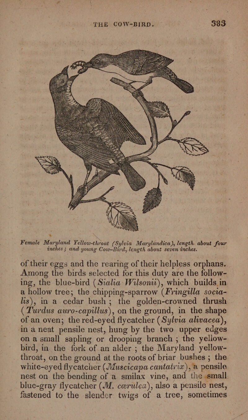 of their eggs and the rearing of their helpless orphans. Among the birds selected for this duty are the follow- ing, the blue-bird ( Stalia Wilson), which builds in. a hollow tree; the chipping-sparrow (Fringilla socta- lis), in a cedar bush; the golden-crowned thrush ( Turdus auro-capillus), on the ground, in the shape of an oven; the red-eyed flycatcher (Sylvia alwacea), in a neat pensile nest, hung by the two upper edges on a small sapling or drooping branch ; the yellow- bird, in the fork ofan alder ; the Maryland yellow- throat, on the ground at the roots of briar bushes ; the white-eyed flycatcher (JMuscicapa cantairix), a pensile nest on the bending of a smilax vine, and the small blue-gray flycatcher (M. cerulea), also a pensile nest, fastened to the slender twigs of a tree, sometimes