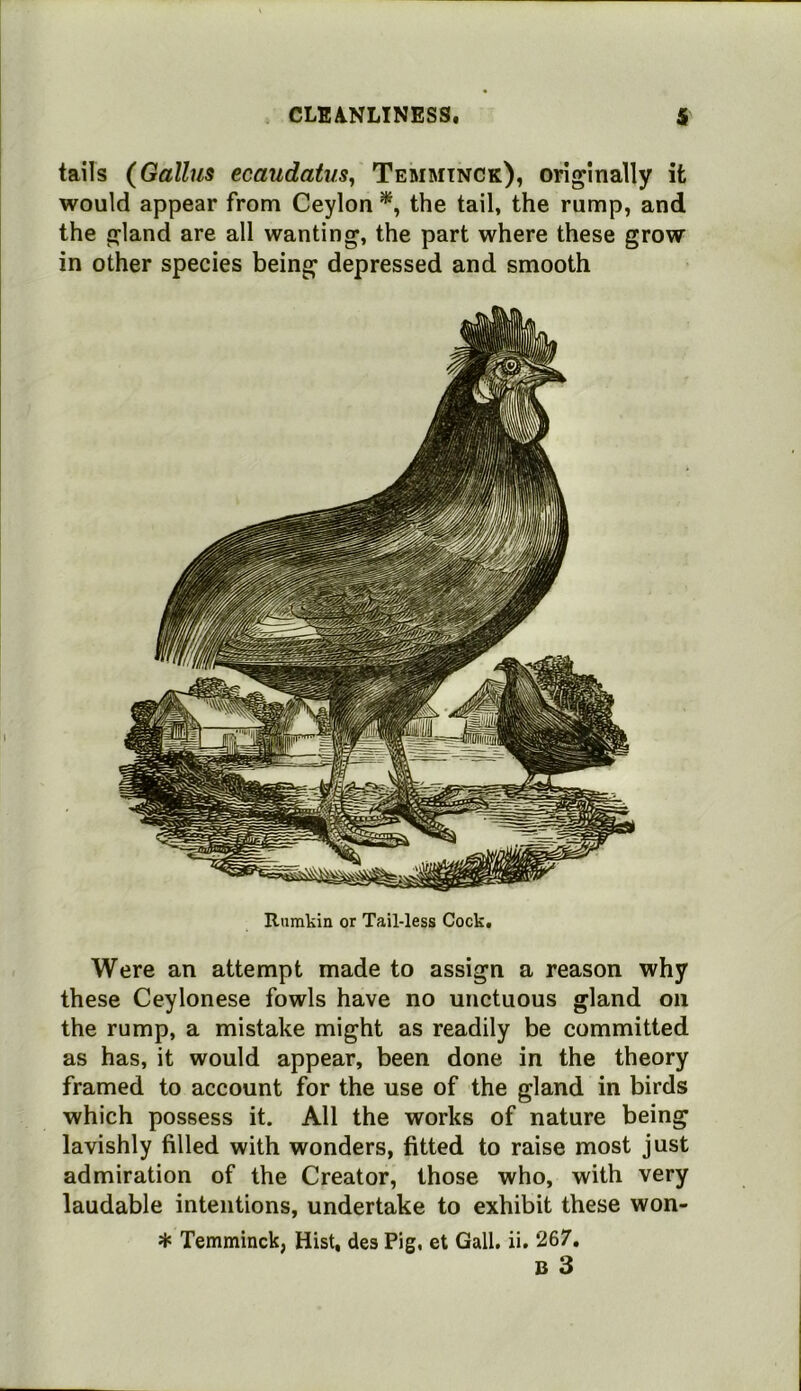 tails (Gallus ecaudatus, Temminck), originally it would appear from Ceylon the tail, the rump, and the gland are all wanting, the part where these grow in other species being depressed and smooth Were an attempt made to assign a reason why these Ceylonese fowls have no unctuous gland on the rump, a mistake might as readily be committed as has, it would appear, been done in the theory framed to account for the use of the gland in birds which possess it. All the works of nature being lavishly filled with wonders, fitted to raise most just admiration of the Creator, those who, with very laudable intentions, undertake to exhibit these won- B 3 Rumkin or Tail-less Cock,