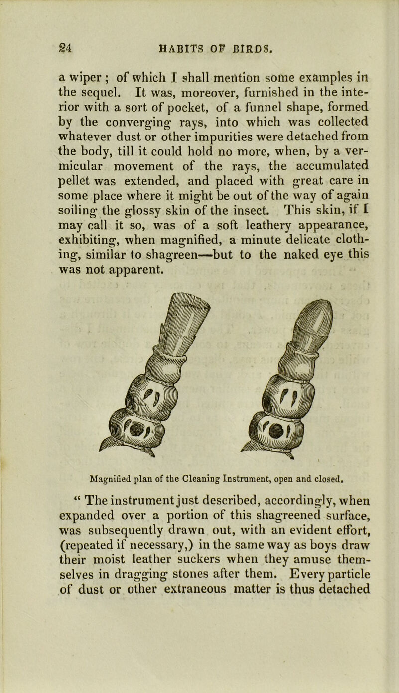 a wiper ; of which I shall mention some examples in the sequel. It was, moreover, furnished in the inte- rior with a sort of pocket, of a funnel shape, formed by the converging rays, into which was collected whatever dust or other impurities were detached from the body, till it could hold no more, when, by a ver- micular movement of the rays, the accumulated pellet was extended, and placed with great care in some place where it might be out of the way of again soiling the glossy skin of the insect. This skin, if I may call it so, was of a soft leathery appearance, exhibiting, when magnified, a minute delicate cloth- ing, similar to shagreen—but to the naked eye this was not apparent. Magnified plan of the Cleaning Instrument, open and closed. “ The instrument just described, accordingly, when expanded over a portion of this shagreened surface, was subsequently drawn out, with an evident effort, (repeated if necessary,) in the same way as boys draw their moist leather suckers when they amuse them- selves in dragging stones after them. Every particle of dust or other extraneous matter is thus detached