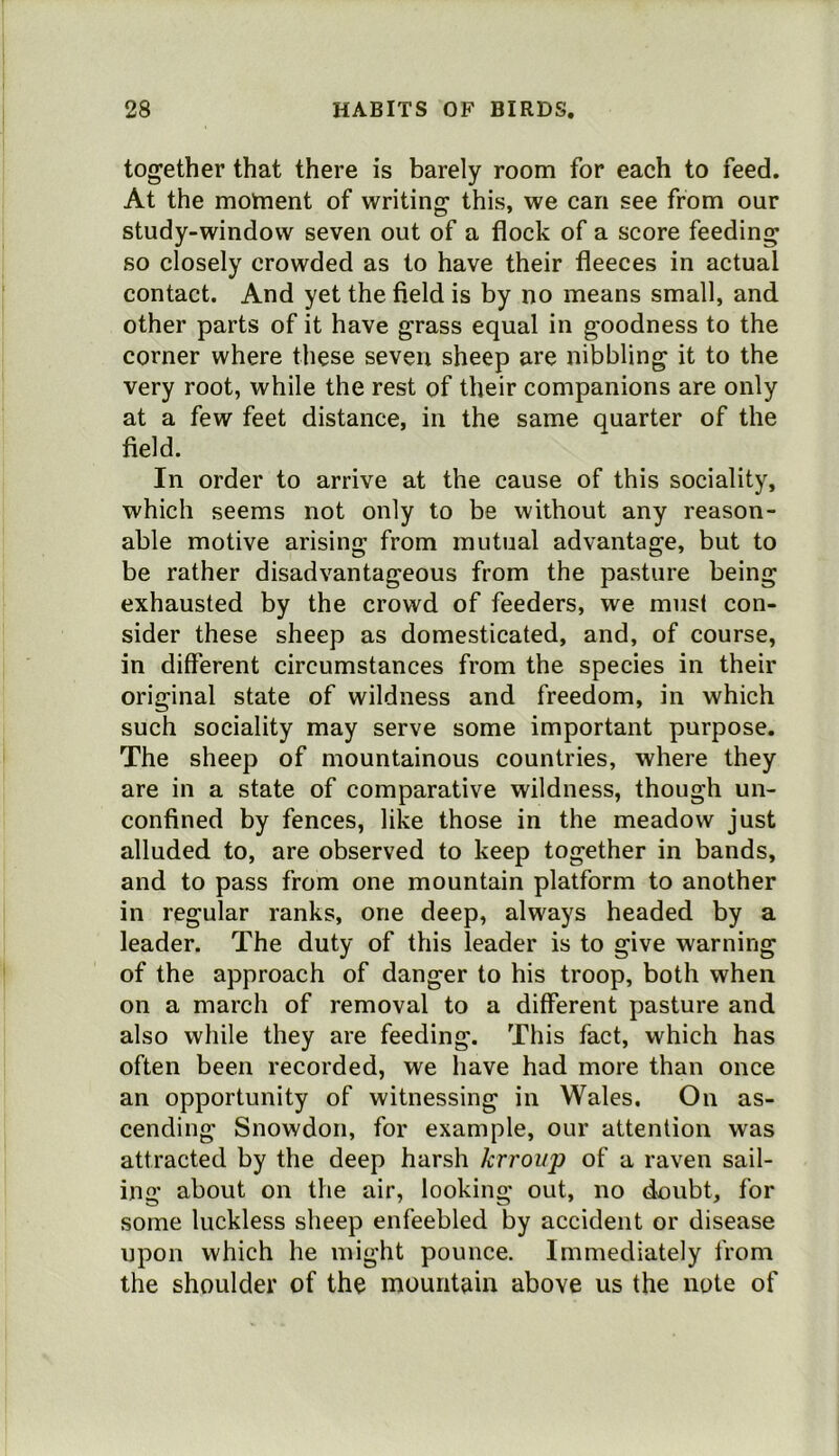 together that there is barely room for each to feed. At the motnent of writing this, we can see from our study-window seven out of a flock of a score feeding so closely crowded as to have their fleeces in actual contact. And yet the field is by no means small, and other parts of it have grass equal in goodness to the corner where these seven sheep are nibbling it to the very root, while the rest of their companions are only at a few feet distance, in the same quarter of the field. In order to arrive at the cause of this sociality, which seems not only to be without any reason- able motive arising from mutual advantage, but to be rather disadvantageous from the pasture being exhausted by the crowd of feeders, we must con- sider these sheep as domesticated, and, of course, in different circumstances from the species in their original state of wildness and freedom, in which such sociality may serve some important purpose. The sheep of mountainous countries, where they are in a state of comparative wildness, though un- confined by fences, like those in the meadow just alluded to, are observed to keep together in bands, and to pass from one mountain platform to another in regular ranks, one deep, always headed by a leader. The duty of this leader is to give warning of the approach of danger to his troop, both when on a march of removal to a different pasture and also while they are feeding. This fact, which has often been recorded, we have had more than once an opportunity of witnessing in Wales. On as- cending Snowdon, for example, our attention was attracted by the deep harsh krroup of a raven sail- ing about on the air, looking out, no doubt, for some luckless sheep enfeebled by accident or disease upon which he might pounce. Immediately from the shoulder of the mountain above us the note of