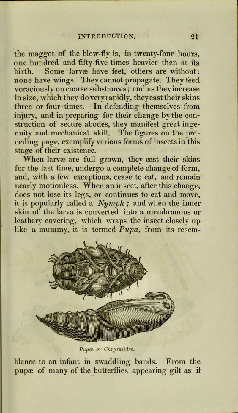 the maggot of the blow-fly is, in twenty-four hours, one hundred and fifty-five times heavier than at its birth. Some larvae have feet, others are without: none have wings. They cannot propagate. They feed voraciously on coarse substances; and as they increase in size, which they do very rapidly, they cast their skins three or four times. In defending themselves from injury, and in preparing for their change by the con- struction of secure abodes, they manifest great inge- nuity and mechanical skill. The figures on the pre- ceding page, exemplify various forms of insects in this stage of their existence. When larvae are full grown, they cast their skins for the last time, undergo a complete change of form, and, with a few exceptions, cease to eat, and remain nearly motionless. When an insect, after this change, does not lose its legs, or continues to eat and move, it is popularly called a Nymph ; and when the inner skin of the larva is converted into a membranous or leathery covering, which wraps the insect closely up like a mummy, it is termed Pupa, from its resem- Pupce, or Chrysalides. blance to an infant in swaddling bands. From the pupae of many of the butterflies appearing gilt as if