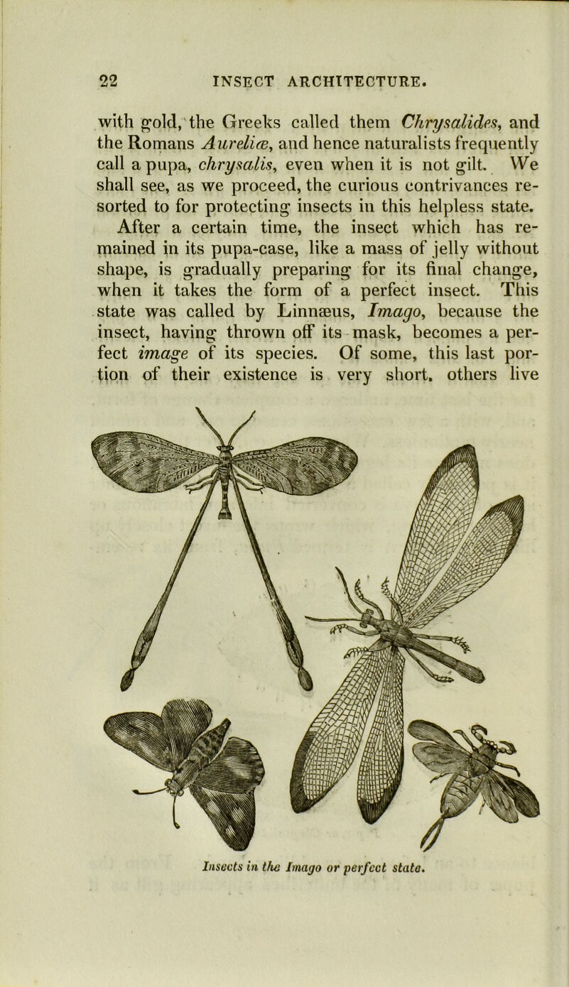 with gold, the Greeks called them Chrysalides, and the Romans Aurelite, and hence naturalists frequently call a pupa, chrysalis, even when it is not gilt. We shall see, as we proceed, the curious contrivances re- sorted to for protecting insects in this helpless state. After a certain time, the insect which has re- mained in its pupa-case, like a mass of jelly without shape, is gradually preparing for its final change, when it takes the form of a perfect insect. This state was called by Linnaeus, Imago, because the insect, having thrown off its mask, becomes a per- fect image of its species. Of some, this last por- tion of their existence is very short, others live Insects in the Imago or perfect state.
