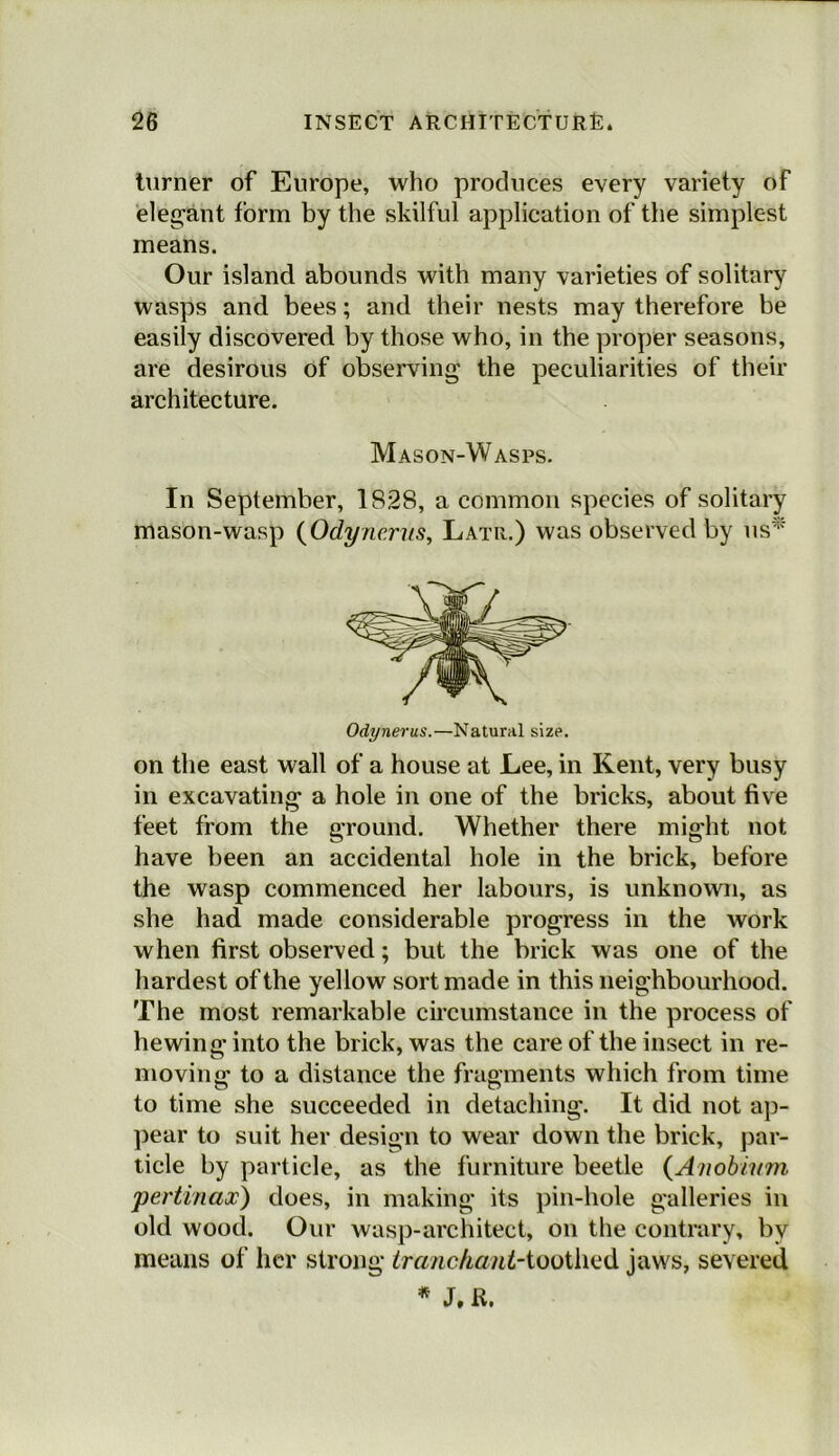 turner of Europe, who produces every variety of elegant form by the skilful application of the simplest means. Our island abounds with many varieties of solitary wasps and bees; and their nests may therefore be easily discovered by those who, in the proper seasons, are desirous of observing the peculiarities of their architecture. Mason-Wasps. In September, 1828, a common species of solitary mason-wasp (Odynerus, Latr.) was observed by us* Odynerus.—Natural size. on the east wall of a house at Lee, in Kent, very busy in excavating a hole in one of the bricks, about five feet from the ground. Whether there might not have been an accidental hole in the brick, before the wasp commenced her labours, is unknown, as she had made considerable progress in the work when first observed; but the brick was one of the hardest of the yellow sort made in this neighbourhood. The most remarkable circumstance in the process of hewing into the brick, was the care of the insect in re- moving to a distance the fragments which from time to time she succeeded in detaching. It did not ap- pear to suit her design to wear down the brick, par- ticle by particle, as the furniture beetle (Anobium pertinax) does, in making its pin-hole galleries in old wood. Our wasp-architect, on the contrary, by means of her strong iranchant-ioo\h^6. jaws, severed * J, R.