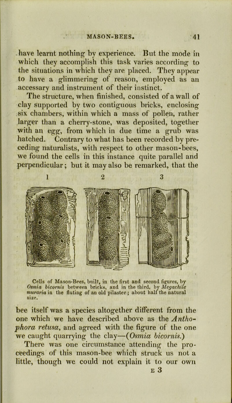 have learnt nothing; by experience. But the mode in which they accomplish this task varies according to the situations in which they are placed. They appear to have a glimmering of reason, employed as an accessary and instrument of their instinct. The structure, when finished, consisted of a wall of clay supported by two contiguous bricks, enclosing six chambers, within which a mass of pollen, rather larger than a cherry-stone, was deposited, together with an egg, from which in due time a grub was hatched. Contrary to what has been recorded by pre- ceding naturalists, with respect to other mason-bees, we found the cells in this instance quite parallel and perpendicular; but it may also be remarked, that the 1 2 3 Cells of Mason-Bees, built, in the first and second figures, by Osmia bicornis between bricks, and in the third, by Megachile murariu in the fluting of an old pilaster; about half the natural size. bee itself was a species altogether different from the one which we have described above as the Antho- phora return, and agreed with the figure of the one we caught quarrying the clay—(Osmia bicornis.) There was one circumstance attending the pro- ceedings of this mason-bee which struck us not a little, though we could not explain it to our own e 3