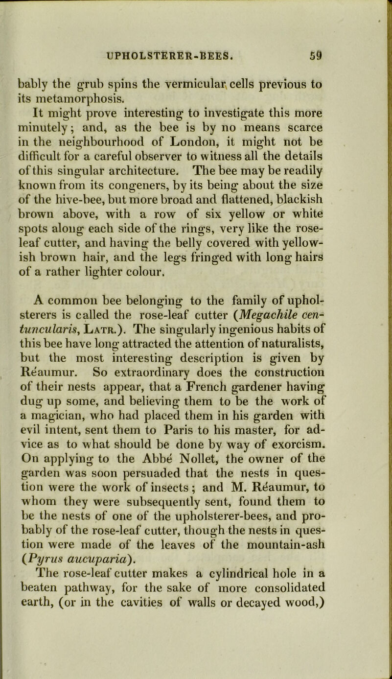 bably the grub spins the vermicular cells previous to its metamorphosis. It might prove interesting to investigate this more minutely; and, as the bee is by no means scarce in the neighbourhood of London, it might not be difficult for a careful observer to witness all the details of this singular architecture. The bee may be readily known from its congeners, by its being about the size of the hive-bee, but more broad and flattened, blackish brown above, with a row of six yellow or white spots along each side of the rings, very like the rose- leaf cutter, and having the belly covered with yellow- ish brown hair, and the legs fringed with long hairs of a rather lighter colour. A common bee belonging to the family of uphol- sterers is called the rose-leaf cutter (Megachile cen- tuncularis, Latr.). The singularly ingenious habits of this bee have long attracted the attention of naturalists, but the most interesting description is given by Reaumur. So extraordinary does the construction of their nests appear, that a French gardener having dug up some, and believing them to be the work of a magician, who had placed them in his garden with evil intent, sent them to Paris to his master, for ad- vice as to what should be done by way of exorcism. On applying to the Abbe Nollet, the owner of the garden was soon persuaded that the nests in ques- tion were the work of insects; and M. Reaumur, to whom they were subsequently sent, found them to be the nests of one of the upholsterer-bees, and pro- bably of the rose-leaf cutter, though the nests in ques- tion were made of the leaves of the mountain-ash (Pyrus aucuparia). The rose-leaf cutter makes a cylindrical hole in a beaten pathway, for the sake of more consolidated earth, (or in the cavities of walls or decayed wood,)