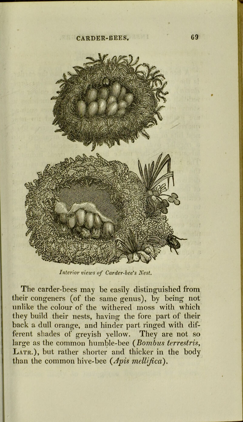 Interior views of Carder-bee’s Nest. The carder-bees may be easily distinguished from their congeners (of the same genus), by being not unlike the colour of the withered moss with which they build their nests, having the fore part of their back a dull orange, and hinder part ringed with dif- ferent shades of greyish yellow. They are not so large as the common humble-bee (Bombas terrestris, Latr.), but rather shorter and thicker in the body than the common hive-bee {Apis mellifica).