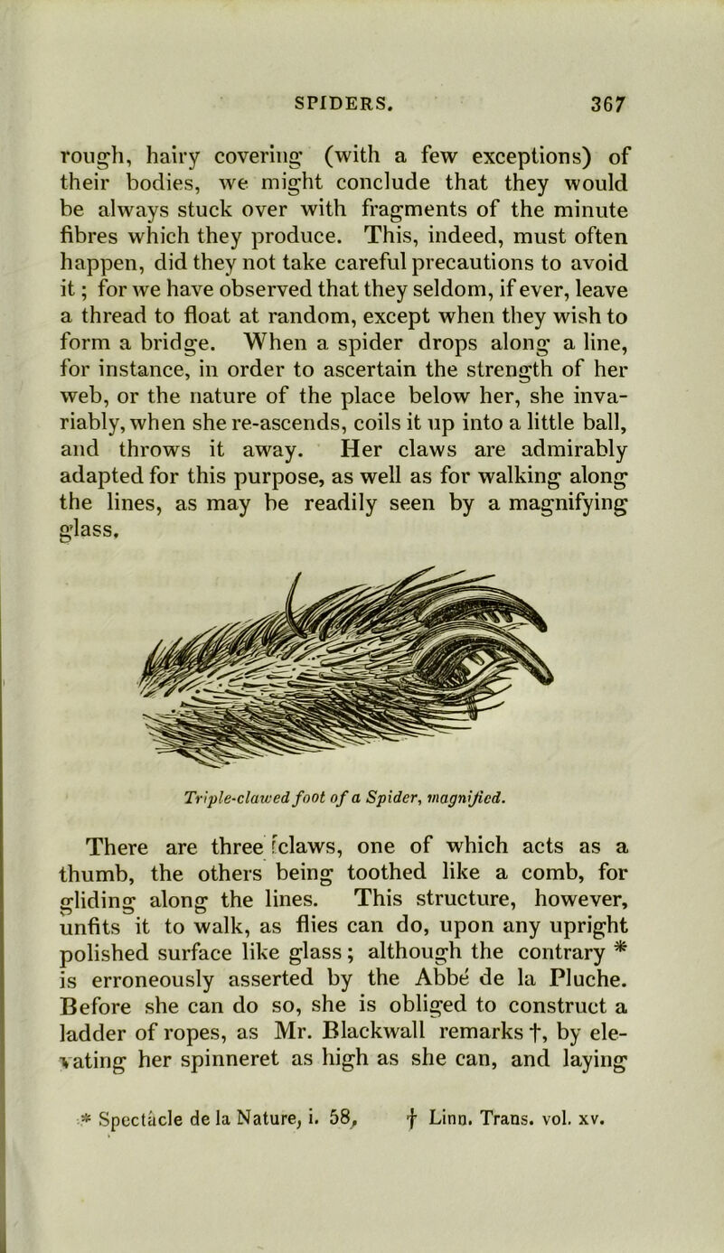 rough, hairy covering (with a few exceptions) of their bodies, we might conclude that they would be always stuck over with fragments of the minute fibres which they produce. This, indeed, must often happen, did they not take careful precautions to avoid it; for we have observed that they seldom, if ever, leave a thread to float at random, except when they wish to form a bridge. When a spider drops along a line, for instance, in order to ascertain the strength of her web, or the nature of the place below her, she inva- riably, when she re-ascends, coils it up into a little ball, and throws it away. Her claws are admirably adapted for this purpose, as well as for walking along the lines, as may be readily seen by a magnifying glass. Triple-clawed foot of a Spider, magnified. There are three fclaws, one of which acts as a thumb, the others being toothed like a comb, for nrlidinir alonff the lines. This structure, however, unfits it to walk, as flies can do, upon any upright polished surface like glass; although the contrary * is erroneously asserted by the Abbe de la Pluche. Before she can do so, she is obliged to construct a ladder of ropes, as Mr. Blackwall remarks t, by ele- vating her spinneret as high as she can, and laying * Spectacle de la Nature, i. 58, f Linn. Trans, vol. xv.