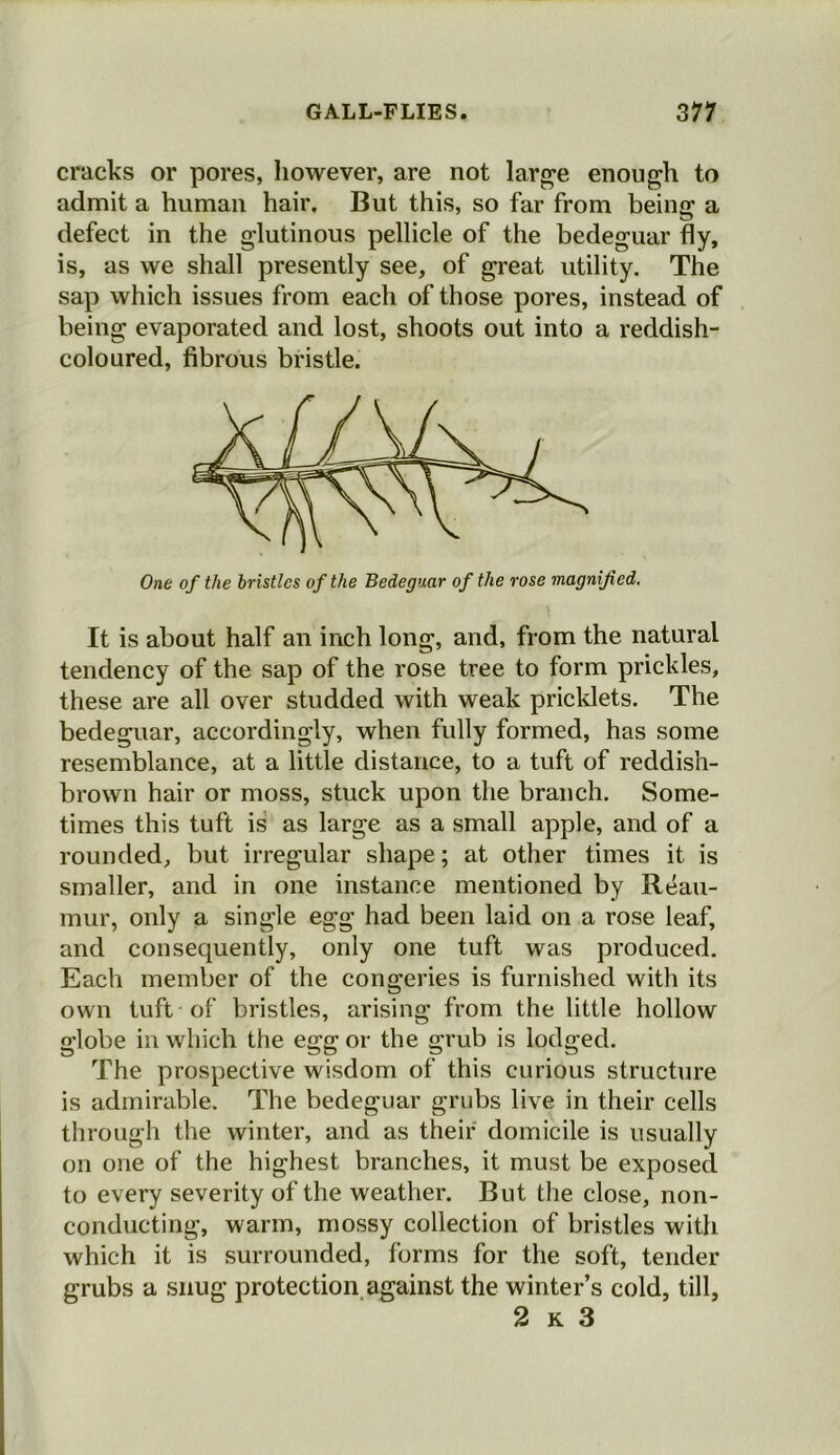 cracks or pores, however, are not large enough to admit a human hair. But this, so far from beinc: a o defect in the glutinous pellicle of the bedeguar fly, is, as we shall presently see, of great utility. The sap which issues from each of those pores, instead of being evaporated and lost, shoots out into a reddish- coloured, fibrous bristle. One of the bristles of the Bedeguar of the rose magnified. It is about half an inch long, and, from the natural tendency of the sap of the rose tree to form prickles, these are all over studded with weak pricklets. The bedeguar, accordingly, when fully formed, has some resemblance, at a little distance, to a tuft of reddish- brown hair or moss, stuck upon the branch. Some- times this tuft is as large as a small apple, and of a rounded, but irregular shape; at other times it is smaller, and in one instance mentioned by Reau- mur, only a single egg had been laid on a rose leaf, and consequently, only one tuft was produced. Each member of the congeries is furnished with its own tuft of bristles, arising from the little hollow globe in which the egg or the grub is lodged. The prospective wisdom of this curious structure is admirable. The bedeguar grubs live in their cells through the winter, and as their domicile is usually on one of the highest branches, it must be exposed to every severity of the weather. But the close, non- conducting, warm, mossy collection of bristles with which it is surrounded, forms for the soft, tender grubs a snug protection against the winter’s cold, till, 2 k 3