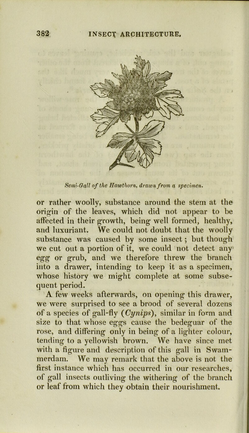 or rather woolly, substance around the stem at the origin of the leaves, which did not appear to be affected in their growth, being well formed, healthy, and luxuriant. We could not doubt that the woolly substance was caused by some insect; but though we cut out a portion of it, we could not detect any* egg or grab, and we therefore threw the branch into a drawer, intending to keep it as a specimen, whose history we might complete at some subse- quent period. A few weeks afterwards, on opening this drawer, we were surprised to see a brood of several dozens of a species of gall-fly (Cynips), similar in form and size to that whose ego's cause the bedeguar of the rose, and differing only in being of a lighter colour, tending to a yellowish brown. We have since met with a figure and description of this gall in Swam- merdam. We may remark that the above is not the first instance which has occurred in our researches, of gall insects outliving the withering of the branch or leaf from which they obtain their nourishment.