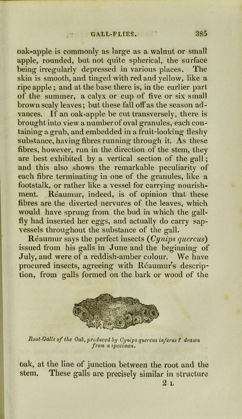 oak-apple is commonly as large as a walnut or small apple, rounded, but not quite spherical, the surface being irregularly depressed in various places. The skin is smooth, and tinged with red and yellow, like a ripe apple ; and at the base there is, in the earlier part of the summer, a calyx or cup of five or six small brown scaly leaves; but these fall off as the season ad- vances. If an oak-apple, be cut transversely, there is brought into view a number of oval granules, each con- taining a grub, and embedded in a fruit-looking fleshy substance, having fibres running through it. As these fibres, however, run in the direction of the stem, they are best exhibited by a vertical section of the gall; and this also shows the remarkable peculiarity of each fibre terminating in one of the granules, like a footstalk, or rather like a vessel for carrying nourish- ment. Reaumur, indeed, is of opinion that these fibres are the diverted nervures of the leaves, which would have sprung from the bud in which the gall- fly had inserted her eggs, and actually do carry sap- vessels throughout the substance of the 2;all. O O Reaumur says the perfect insects (Cynips quercus) issued from his galls in June and the beginning of July, and were of a reddish-amber colour. We have procured insects, agreeing with Reaumur’s descrip- tion, from galls formed on the bark or wood of the Ruot-Cidlls of the Oalt, produced by Cynips quercus inferus ? drawn from a specimen. Oak, at the line of junction between the root and the stem. These galls are precisely similar in structure 2 L