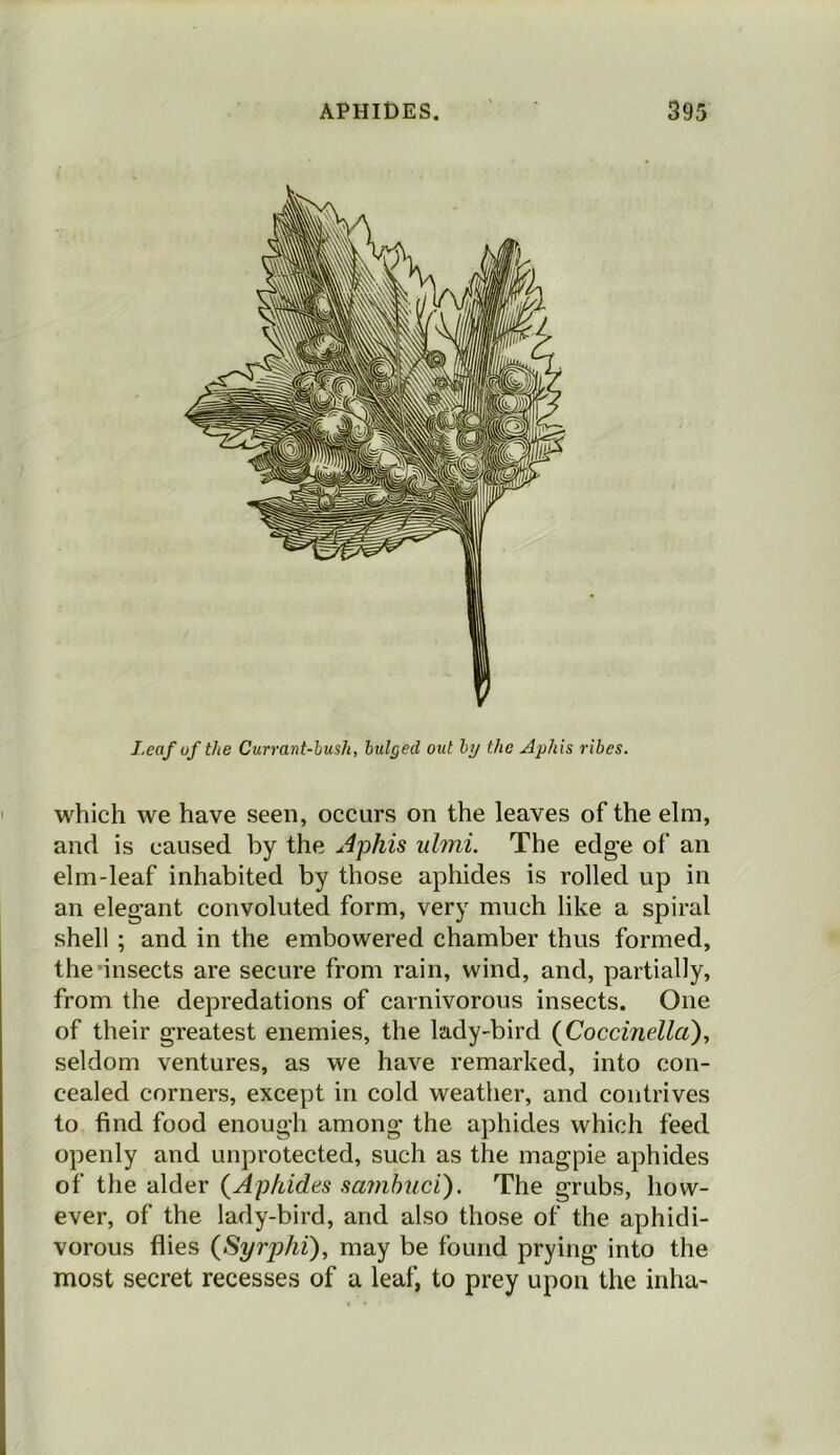 I.eaf of the Currant-hush, bulged out by the Aphis ribes. which we have seen, occurs on the leaves of the elm, and is caused by the u4phis ulmi. The edge of an elm-leaf inhabited by those aphides is rolled up in an elegant convoluted form, very much like a spiral shell ; and in the embowered chamber thus formed, the insects are secure from rain, wind, and, partially, from the depredations of carnivorous insects. One of their greatest enemies, the lady-bird (Coccinella), seldom ventures, as we have remarked, into con- cealed corners, except in cold weather, and contrives to find food enough among the aphides which feed openly and unprotected, such as the magpie aphides of the alder (Aphides sambuci). The grubs, how- ever, of the lady-bird, and also those of the aphidi- vorous flies (Syrphi), may be found prying into the most secret recesses of a leaf, to prey upon the inha-