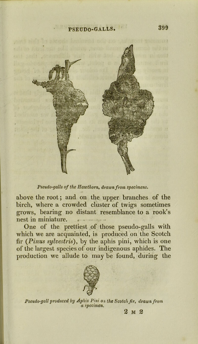 Pseudo-galls of the Hawthorn, drawn from specimens. above the root; and on the upper branches of the birch, where a crowded cluster of twigs sometimes grows, bearing no distant resemblance to a rook’s nest in miniature. * - - - One of the prettiest of those pseudo-galls with which we are acquainted, is produced on the Scotch fir (Pinus sylvestris), by the aphis pini, which is one of the largest species of our indigenous aphides. The production we allude to may be found, during the Pseudo-gall produced by Aphis Pini on the Scotch fir, drawn from a specimen. 2 m 2