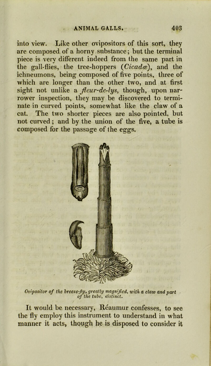 into view. Like other ovipositors of this sort, they are composed of a horny substance; but the terminal piece is very different indeed from the same part in the gall-flies, the tree-hoppers (Cicada), and the ichneumons, being composed of five points, three of which are longer than the other two, and at first sight not unlike a JLeur-de-lys, though, upon nar- rower inspection, they may be discovered to termi- nate in curved points, somewhat like the claw of a cat. The two shorter pieces are also pointed, but not curved; and by the union of the five, a tube is composed for the passage of the eggs. Ovipositor of the brecze-fy, greatly magnified, with a claw and part of the tube, distinct. It would be necessary, Reaumur confesses, to see the fly employ this instrument to understand in what manner it acts, though he is disposed to consider it