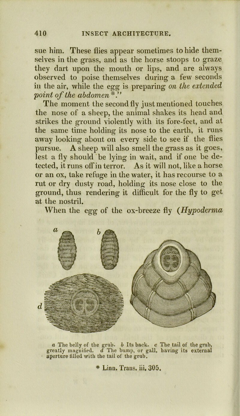 sue him. These flies appear sometimes to hide them- selves in the grass, and as the horse stoops to graze they dart upon the mouth or lips, and are always observed to poise themselves during a few seconds in the air, while the egg is preparing on the extended 'point of the abdomen*.” The moment the second fly just mentioned touches the nose of a sheep, the animal shakes its head and strikes the ground violently with its fore-feet, and at the same time holding its nose to the earth, it runs away looking about on every side to see if the flies pursue. A sheep will also smell the grass as it goes, lest a fly should be lying in wait, and if one be de- tected, it runs off in terror. As it will not, like a horse or an ox, take refuge in the water, it has recourse to a rut or dry dusty road, holding its nose close to the ground, thus rendering it difficult for the fly to get at the nostril. When the egg of the ox-breeze fly (Hypoderma a The belly of the grub, b Its back, c The tail of the grub, greatly magnified, d The bump, or gall, having its external aperture filled with the tail of the grub.