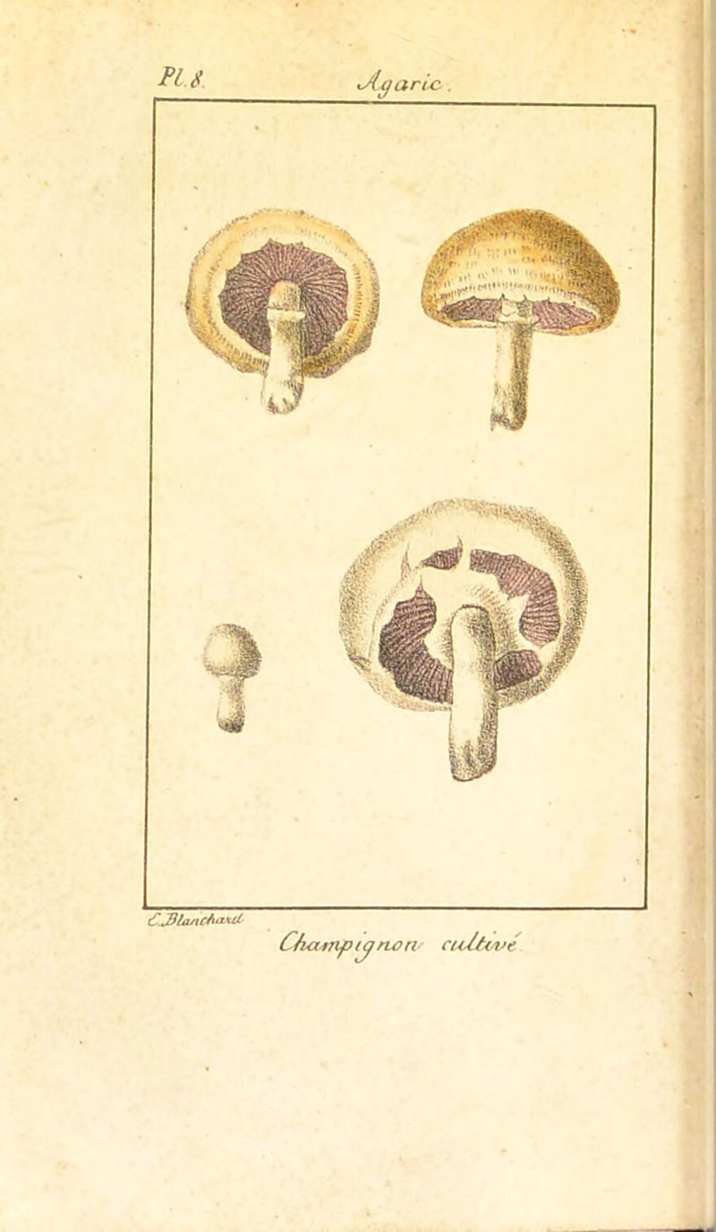 PU tAaarlo . £J)liUicAaxrt C/iampignon cuÙwé