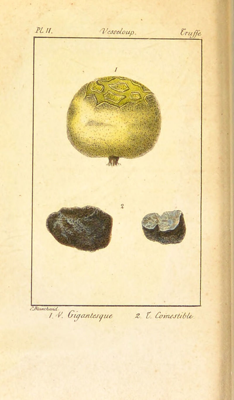 PL IL 1 'esseloup Cruffe m Z t. CormsfrbU/