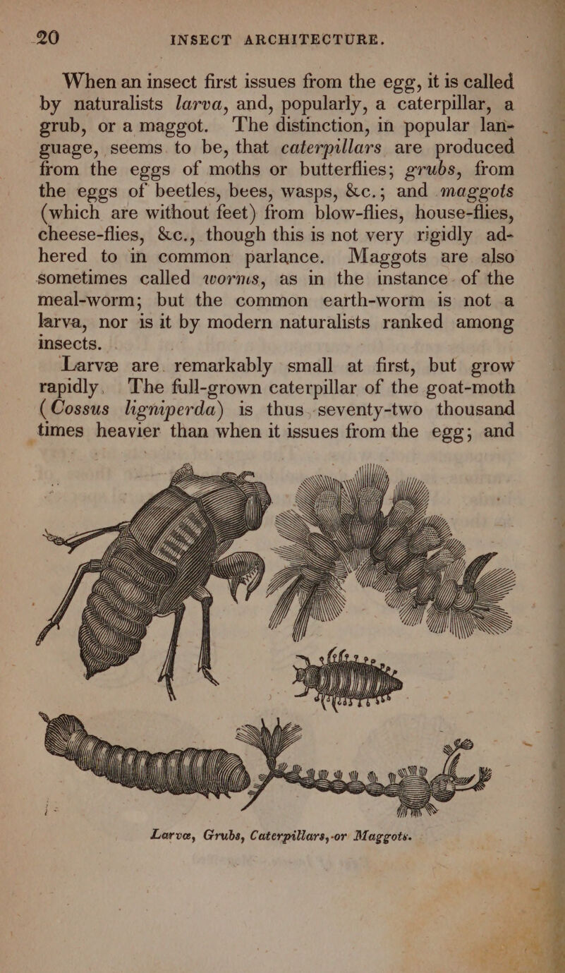 When an insect first issues from the egg, it is called by naturalists Jarva, and, popularly, a caterpillar, a grub, or a maggot. ‘The distinction, in popular lan- guage, seems. to be, that caterpillars are produced from the eggs of moths or butterflies; grubs, from the eggs of beetles, bees, wasps, &amp;c.; and maggots (which are without feet) from blow-flies, house-flies, cheese-flies, &amp;c., though this is not very rigidly ad- hered to in common parlance. Maggots are also sometimes called worms, as in the instance. of the meal-worm; but the common earth-worm is not a larva, nor is it by modern naturalists ranked among insects. Larve are. remarkably small at first, but grow rapidly, The full-grown caterpillar of the goat-moth (Cossus ligniperda) is thus..seventy-two thousand times heavier than when it issues from the egg; and E i] Z y Py) Hy U LONI \. A i Hi Wf ee \\\ \\ NYY \\\ WIA S a SBA SS Larve, Grubs, Caterpillars,-or Maggots. i i