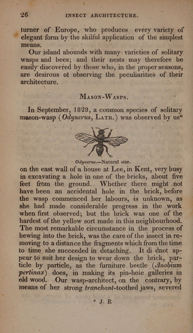 . tis R as - ‘Ge . % 26 INSECT ARCHITECTURE. turner of Europe, who produces. every variety of elegant form by the skilful application of the simplest means. ya boos ee Our island abounds with many: varieties of solitary wasps and bees; and their nests may therefore be easily discovered by those who, in the proper seasons, are desirous ot observing the peculiarities of their architecture. | . Mason-Wasps. In September, 1828, a common species of solitary mason-wasp ( Odynerus, Larr.) was observed by us* ~ Odynerus.—Natural size. - on the east wall of a house at Lee, in Kent, very busy in excavating a hole in one of the bricks, about five’ feet from the ground.. Whether there might’ not have been an accidental hole in the. brick, before the wasp commenced her labours, is unknown, as she had made considerable progress in the work when first. observed; but the brick was one of the hardest of the yellow sort made in this neighbourhood. The most remarkable circumstance in the process of hewing into the brick, was the care of the insect in re- moving to a distance the fragments which from the time to time she succeeded in detaching. It di-dnot ap- pear to suit her design to wear down the brick, par- ticle by particle, as the furniture beetle (Anobium pertinax) does, in making its pin-hole galleries in old wood.. Our wasp-architect, on the contrary, by means of her strong tranchant-toothed jaws, severed *5R