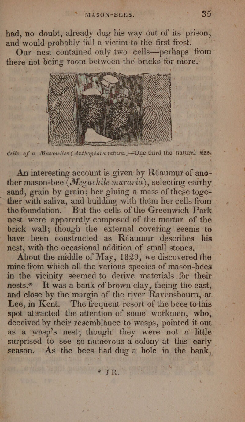 * MASON-BEES. ‘oo Se had, no doubt, already dug his way out of its prison, and would probably fall a victim to the first frost. Our nest contained only two cells—perhaps from there not being room between the bricks for more. : Cells of a Mason-Bee (Anthophora retusa. )—One third the natural size. An interesting account is given by Réaumur of ano- ther mason-bee (Megachile muraria), selecting earthy . sand, grain by grain; her gluing a mass of these toge- “ther with saliva, and building with them her cells from the foundation.” But the cells of the Greenwich Park nest were apparently composed of the mortar of the brick wall; though the external covering seems to _have been constructed as Réaumur describes his nest, with the occasional addition of small stones. About the middle of May, 1829, we discovered the mine from which all the various species of mason-bees in the vicinity seemed to derive materials for their nests.* It was a bank of brown clay, facing the east, and close by the margin of the river Ravensbourn, at. Lee, in Kent. The frequent resort of the bees to this spot attracted the attention of some workmen, who, deceived by their resemblance to wasps, pointed it out as a wasp’s nest; though they were not a’ little surprised to see so numerous a colony at this early | season. As the bees had dug a-hole in the bank, \ ig, Heres