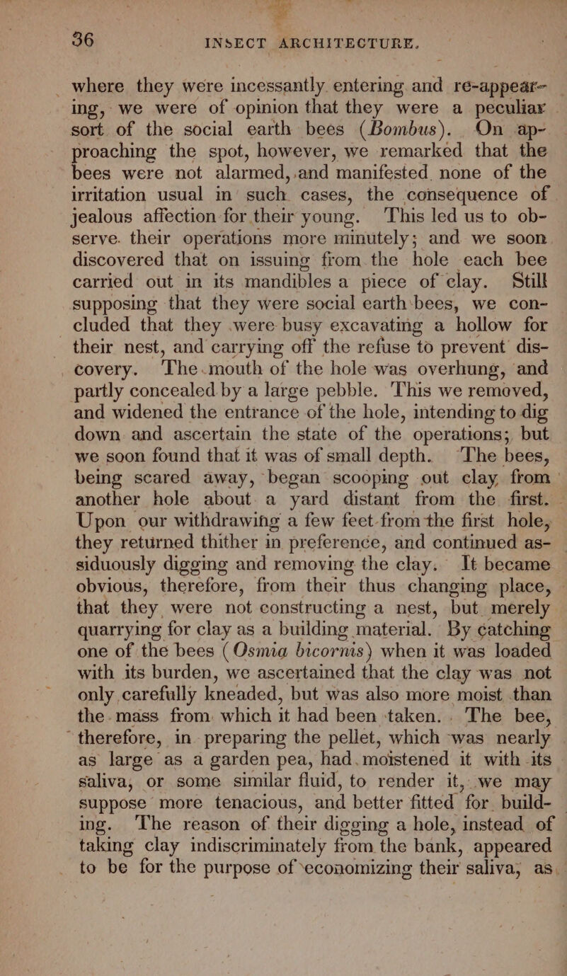 esd &gt; 36 INSECT ARCHITECTURE. _ where they were incessantly entering. and re-appear- ing, we were of opinion that they were a peculiar sort of the social earth bees (Bombus). On ap- proaching the spot, however, we remarked that the bees were not alarmed,.and manifested. none of the irritation usual in such cases, the consequence of jealous affection for their young. ‘This led us to ob- serve. their operations more minutely; and we soon discovered that on issuing from. the hole each bee carried out in its mandibles a piece of clay. Still supposing that they were social earth:bees, we con- cluded that they .were busy excavatmg a hollow for their nest, and carrying off the refuse to prevent’ dis- _ covery. The mouth of the hole was overhung, and partly concealed by a large pebble. This we removed, and widened the entrance of the hole, intending to dig down and ascertain the state of the operations; but we soon found that it was of small depth. “The bees, being scared away, began scooping out clay, from” another hole about a yard distant from the first. Upon our withdrawing a few feet-from the first hole, they returned thither in preference, and continued as- — siduously digging and removing the clay. It became obvious, therefore, from their thus changing place, — that they were not constructing a nest, but merely quarrying for clay as a building material. By catching one of the bees ( Osmia bicornis) when it was loaded with its burden, we ascertained that the clay was not only carefully kneaded, but was also more moist than the. mass from. which it had been ‘taken... The bee, “therefore, in preparing the pellet, which -was nearly | as large as a garden pea, had. moistened it with its saliva, or some similar fluid, to render it, we may suppose more tenacious, and better fitted for. build- — ing. ‘The reason of their digging a hole, instead of taking clay indiscriminately from the bank, appeared to be for the purpose of ‘economizing their saliva, as.