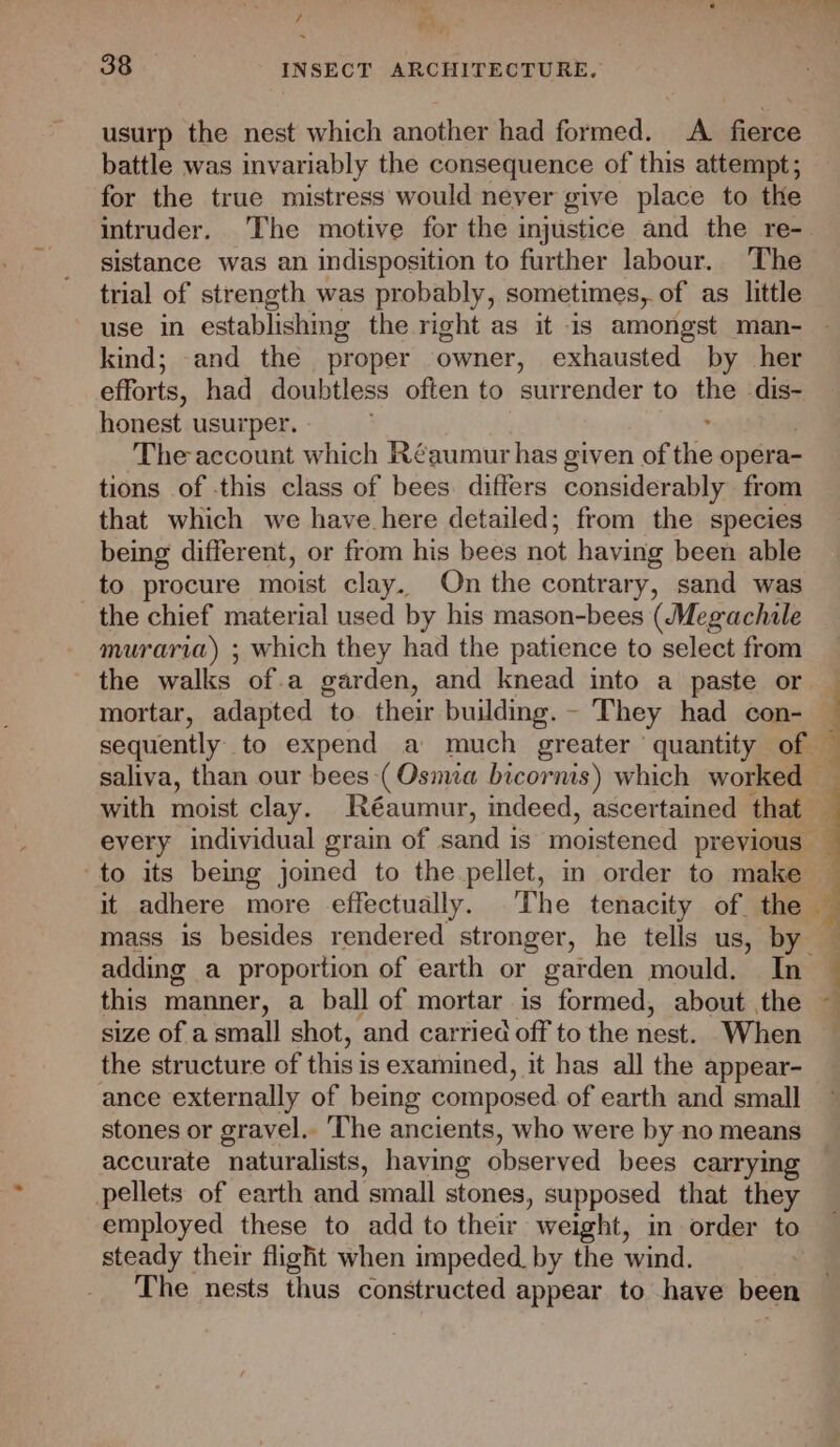 / nt 38 ; INSECT ARCHITECTURE. usurp the nest which another had formed. <A. fierce battle was invariably the consequence of this attempt; for the true mistress would never give place to the intruder. The motive for the injustice and the re- sistance was an indisposition to further labour. The trial of strength was probably, sometimes, of as little use in establishing the right as it is amongst man- kind; and the proper owner, exhausted by her efforts, had doubtless often to surrender to he dis- honest usurper. The account which Réaumut has given of thie opera- tions of this class of bees. differs considerably from that which we have here detailed; from the species being different, or from his bees not having been able _ to procure moist clay. On the contrary, sand was the chief material used by his mason-bees (Megachile muraria) ; which they had the patience to select from - the walks of.a garden, and knead into a paste or mortar, adapted to their building. - They had con- to its being joined to the pellet, in order to make it adhere more effectually. The tenacity of_ the adding a proportion of earth or garden mould. In this manner, a ball of mortar is formed, about the size of a small shot, and carried off to the nest. When the structure of this is examined, it has all the appear- ance externally of being composed of earth and small stones or gravel. ‘The ancients, who were by no means accurate naturalists, having observed bees carrying pellets of earth and small stones, supposed that they employed these to add to their ‘weight, in order to steady their flight when impeded. by the wind. The nests thus constructed appear to have been