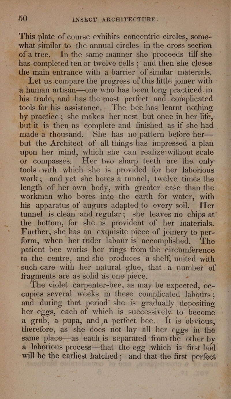 This plate of course exhibits concentric circles, some- what similar to the annual circles in the cross section -ofatree. Inthe same manner she proceeds till she _ the main entrance with a barrier of similar materials. a human artisan—one who has been long practiced. in - his trade, and -has the most perfect’ and complicated tools for: his assistance.. The bee has learnt nothing by practice ; ; she makes her nest but once in her life, but it is then as complete and finished as if she had made a thousand. She has no pattern before her— but the Architect of all things has impressed a plan upon her mind, which she can realize-without scale or compasses. Her two sharp teeth are the only tools . with which she is provided for her laborious work; and yet she bores a tunnel, twelve times the length of her own body, with greater ease than the workman who bores into the earth for water, with his apparatus of ‘augurs adapted to every soil. Her the bottom, for she is provident of her materials. Further, she has an exquisite piece of joinery to per- form, when her ruder labour is accomplished. The patient bee works her rings from the circumference to the centre, and she produces a shelf, united with such care with her natural glue, that. a numbet of fragments are as solid as one piece. - The violet carpenter-bee, as may be expected, oc- cupies several weeks m these complicated labours; and during that period’ she is gradually depositing her eggs, each of which is successively. to become a grub, a pupa, anda perfect. bee.. It is obvious, therefore, as she does not lay all her eggs in the same place—as each is separated from the other by a laborious process—that the egg which is’ first laid will be the earliest hatched ; and that the first perfect er ee Fal ye