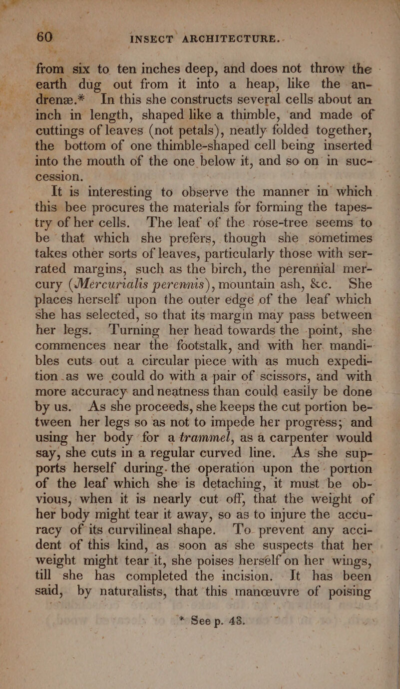 cuttings of leaves (not petals), neatly folded together, the bottom of one thimble-shaped cell being inserted into the mouth of the one. below it, and so on in suc- cession. this bee procures “the materials for forming the tapes- try of her cells. The leaf of the rose-tree seems to be that which she prefers, though she sometimes takes other sorts of leaves, particularly those with ser- rated margins, such as the birch, the perennial mer- cury (Mercurialis perennis ), mountain ash, &c. She places herself upon the outer edge of the leaf which she has selected, so that its margin may pass between her legs. Turning her head towards the point, she. commences near the footstalk, and with her. mandi-: bles cuts out a circular piece ‘with as much expedi- more accuracy and neatness than could easily be done by us. As she proceeds, she keeps the cut portion be- tween her legs so as not to impede her progress; and using her body for a trammel, as a carpenter would ports herself during. the operation upon the - portion of the leaf which she is detaching, it must be ob- vious, when it is nearly cut off, that the weight of her body might tear it away, so as to injure the accu- racy of its curvilineal shape. ‘T’o prevent any acci- dent of this kind, as soon as she suspects that her weight might tear ‘it, she poises herself on her wings, till she has completed the incision. Jt has been said, by naturalists, that ‘this ‘Manoeuvre of poising * See p. 43.