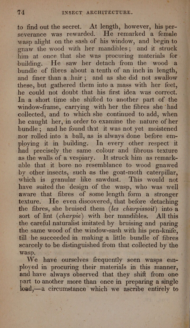 to find out the secret. At length, however, his per- severance was rewarded. He remarked a female wasp alight on the sash of his window, and begin to gnaw the wood with her mandibles; and it struck building. He saw her detach from the wood a and finer than a-hair; and as she did not swallow these, but gathered them into a mass with her feet, he could not doubt that his first idea was correct. In a short time she shifted to another part of the window-frame, carrying with her the fibres she ‘had collected, and to which she continued to add, when he caught her, in order to examine the nature of her bundle; and he found that it was not yet moistened nor rolled into a ball, as is always done before em- ploying it in building. In every other respect it had precisely the same colour and fibrous texture as the walls of a vespiary. It struck him as remark- able that it bore no resemblance to wood gnawed which is granular lke sawdust. This would not have suited the design of the wasp, who was well aware that fibres of some length form a stronger texture. He even discovered, that before detaching the fibres, she bruised them (les charpissott) into a sort of lint (charpie) with her mandibles. All this the careful naturalist imitated by bruising and paring the same wood of the window-sash with his pen-knife, till ‘he succeeded in making a little bundle of fibres scarcely to be distinguished from that collected by the wasp. .- 7 at) We have ourselves frequently seen wasps em- ployed in procuring their materials in this manner, and have always observed that they shift from one part to another more than once in preparing a single load,—a circumstance which we ascribe entirely to