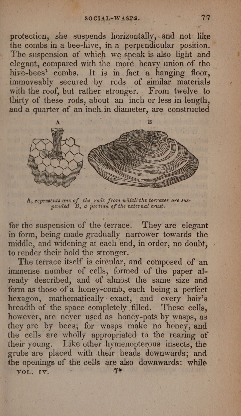 protection, she suspends horizontally,.and not: like the combs in a bee-hive, in a perpendicular position. The suspension of which we speak is also light and elegant, compared with the more heavy union of the hive-bees’ combs. It is in fact a hanging floor, immoveably secured by rods of similar materials with the roof, but rather stronger.. From twelve to thirty of these rods, about an inch or less in length, and a quarter of an inch.in diameter, are constructed A, represents one of the rods from which‘the terraces are sus- pended B, & portion of the external crust. for the suspension of the terrace. They are elegant in form, being made gradually narrower towards the middle, and widening at each end, in order, no doubt, - to render their hold the stronger. ; The terrace itself is circular, and composed of immense number of cells, formed of the paper al- ready described, and of almost the same size and form as those of a honey-comb, each being a perfect hexagon, mathematically: exact, and every hair’s breadth of the space completely filled. These cells, however, are never used as honey-pots by wasps, as they are by bees; for wasps make no honey, and the cells are wholly appropriated to the rearing of their young. Like other hymenopterous insects, the grubs are placed with their heads downwards; and the openings of the cells: are also downwards: while