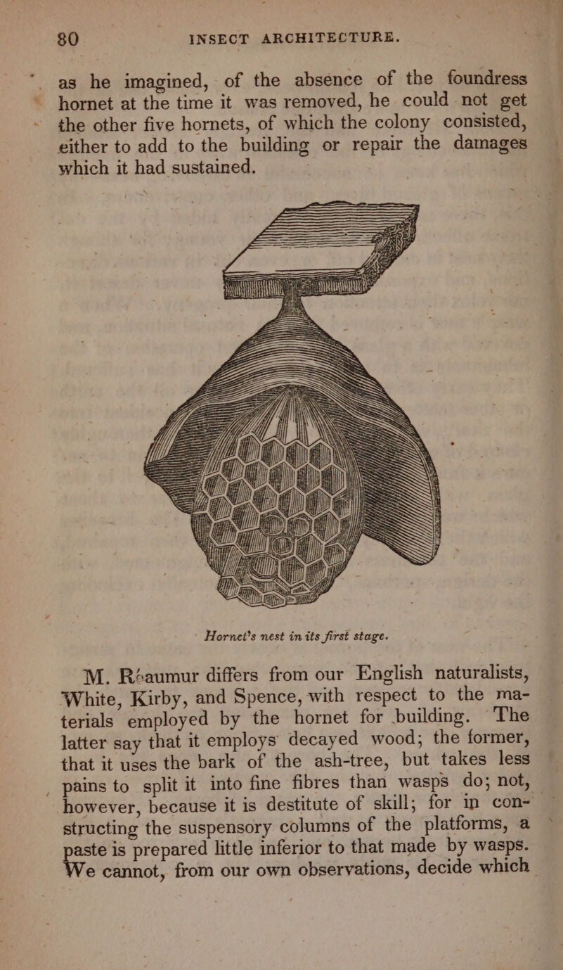 as he imagined, of the absence of the foundress hornet at the time it was removed, he could not get the other five hornets, of which the colony consisted, either to add to the building or repair the damages which it had sustained. Varo M. Réaumur differs from our English naturalists, White, Kirby, and Spence, with respect to the ma- terials employed by the hornet for building. The latter say that it employs decayed wood; the former, that it uses the bark of the ash-tree, but takes less | pains to split it into fine fibres than wasps do; not, structing the suspensory columns of the platforms, a gr is prepared little inferior to that made by wasps. e cannot, from our own observations, decide which |