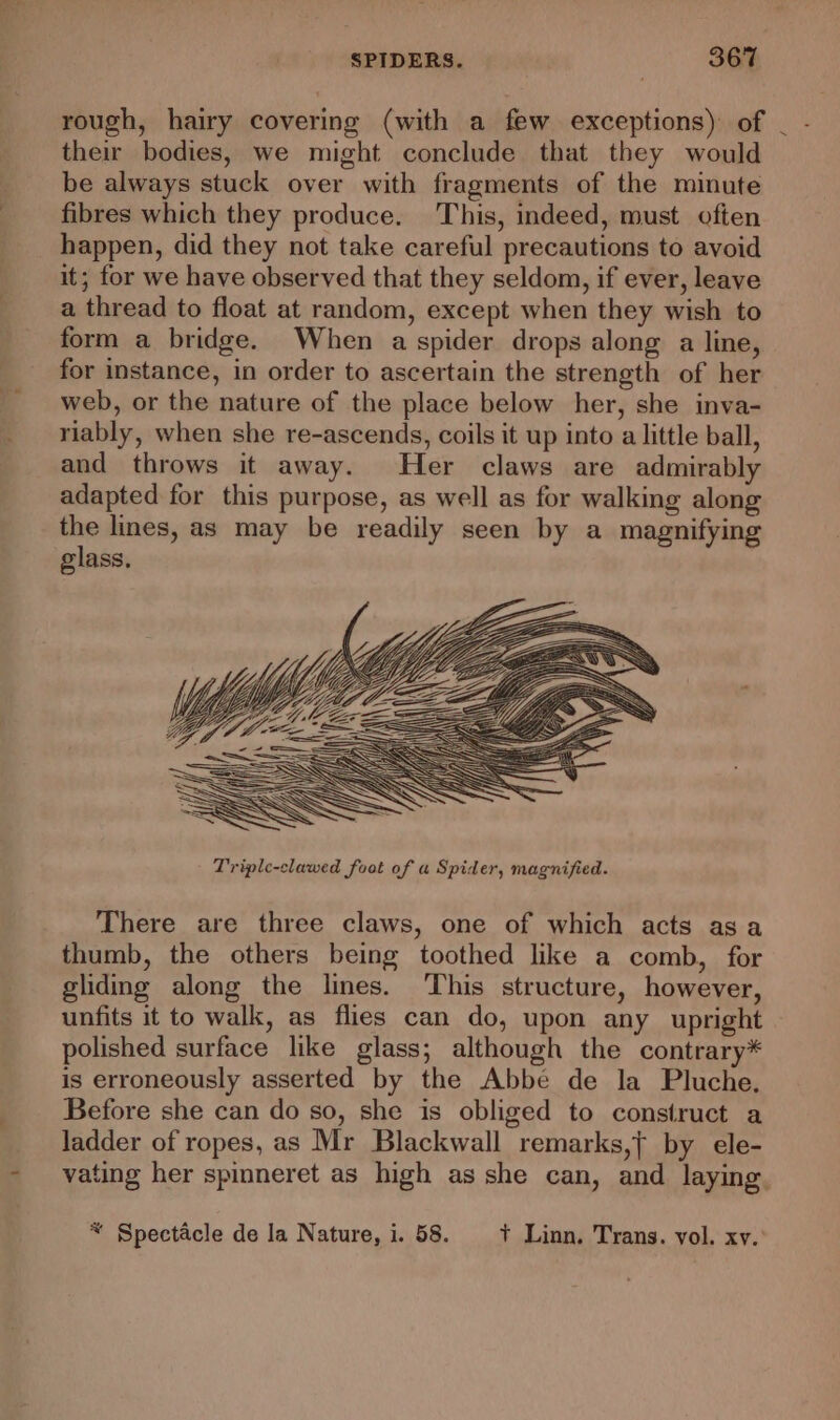 rough, hairy covering (with a few exceptions) of | - their bodies, we might conclude that they would be always stuck over with fragments of the minute fibres which they produce. This, indeed, must often happen, did they not take careful precautions to avoid it; for we have observed that they seldom, if ever, leave a thread to float at random, except when they wish to form a bridge. When a spider drops along a line, for instance, in order to ascertain the strength of her web, or the nature of the place below her, she inva- riably, when she re-ascends, coils it up into a little ball, and throws it away. Her claws are admirably adapted for this purpose, as well as for walking along the lines, as may be readily seen by a magnifying glass. There are three claws, one of which acts asa thumb, the others being toothed like a comb, for gliding along the lines. This structure, however, unfits it to walk, as flies can do, upon any upright polished surface like glass; although the contrary* is erroneously asserted by the Abbe de la Pluche. Before she can do so, she is obliged to construct a ladder of ropes, as Mr Blackwall remarks,t by ele- vating her spinneret as high as she can, and laying, * Spectacle de la Nature, i. 58. t+ Linn, Trans. vol. xv.