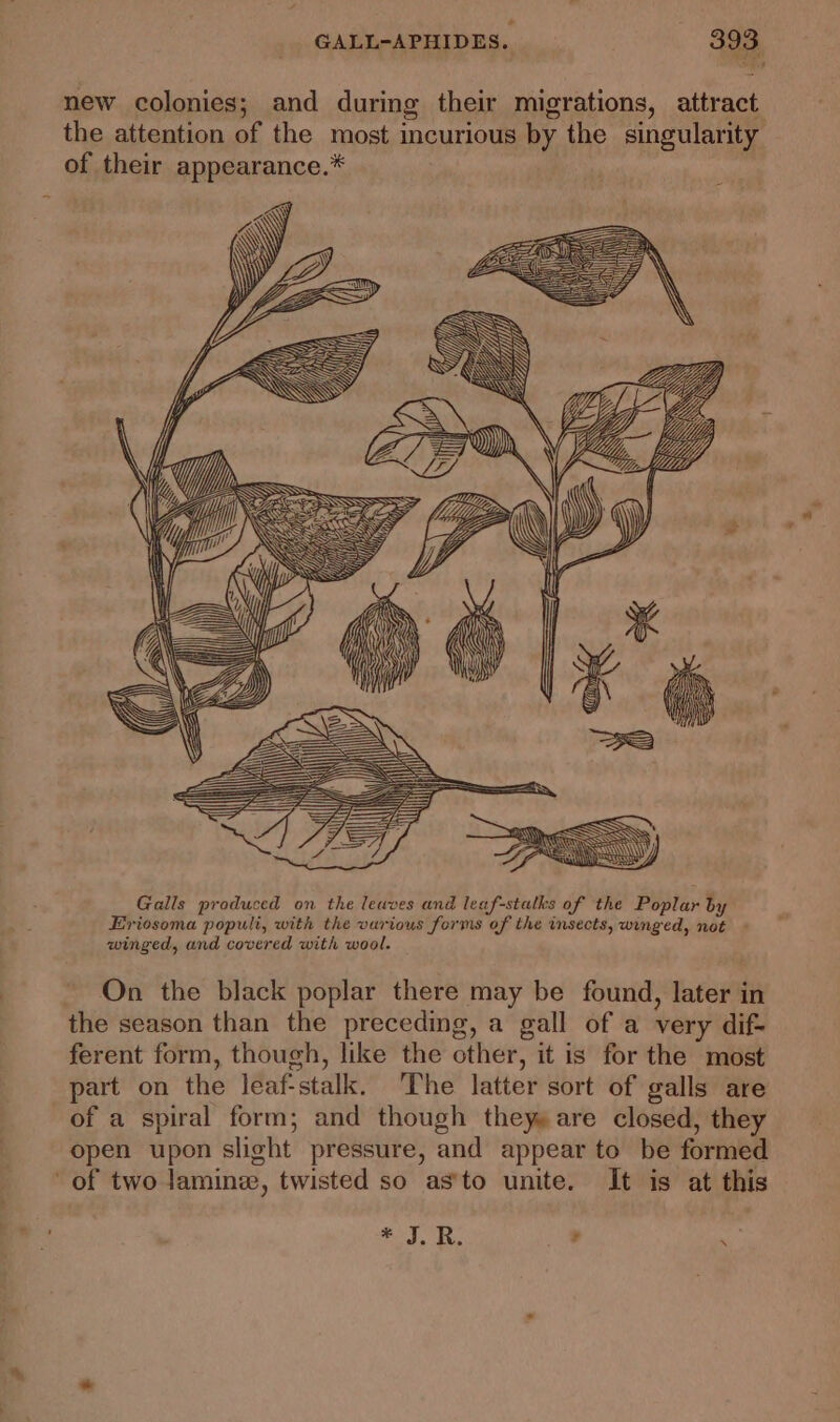 new colonies; and during their migrations, attract the attention of the most incurious by the singularity of their appearance.* Galls produced on the leaves and leaf-stalks of the Poplar by Eviosoma populi, with the various forms of the insects, winged, not - winged, and covered with wool. On the black poplar there may be found, later in ferent form, though, like the other, it is for the most part on the leaf-stalk. The latter sort of galls are of a spiral form; and though they» are closed, they open upon slight pressure, and appear to be formed Pods Ee _*