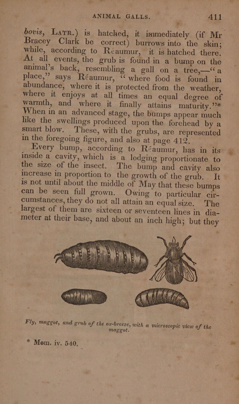 - ANIMAL GALLS. ot : * bovis, Larr.) is hatched, it immediately (if Mr Bracey Clark be correct) burrows into ‘the skin; while, according to Réaumur, it is hatched there. At all events, the grub is found in a bump on the animal’s back, resembling a gall on a tree,—“a place,” says Réaumur, “where food is found in abundance, where it is protected from the weather, where it enjoys at all times an equal degree of warmth, and where it finally attains maturity.?** When in an advanced stage, the bumps appear much like the swellings produced upon the forehead by a smart blow. These, with the grubs, are represented in the foregoing figure, and also at page 412, Every bump, according to Réaumur, has in its inside a cavity, which is a lodging proportionate to the size of the insect. The bump and cavity also increase in proportion to the growth of the grub, It is not until about the middle of May that these bumps can be seen full grown. Owing to particular cir- cumstances, they do not all attain an equal size. The largest of them are sixteen or seventeen lines in dia- meter at their base, and about an inch high; but they Fly, maggot, and grub of the ox-breeze, with microscopic view of the maggot, * Mem. iv. 540,