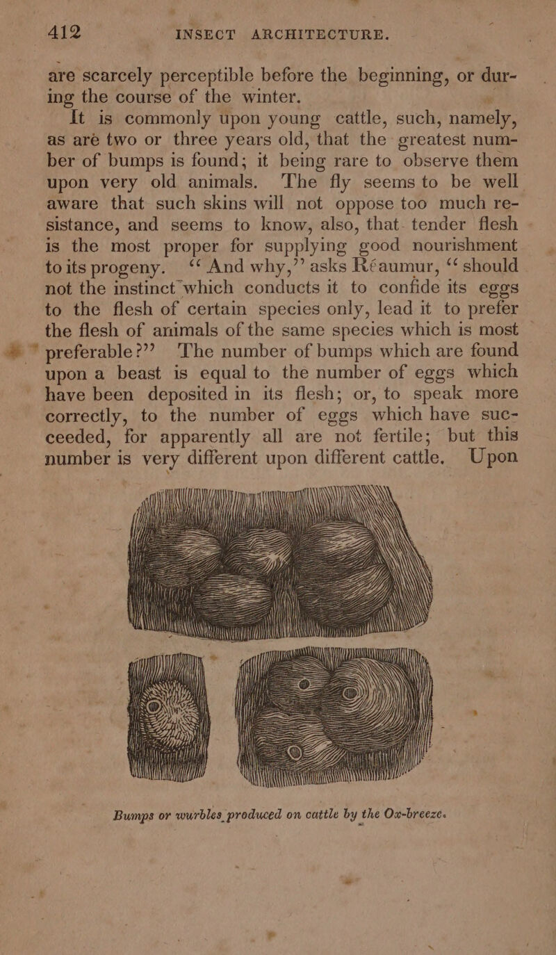 A412 INSECT ARCHITECTURE. are scarcely perceptible before the beginning, or dur- ing the course of the winter. It is commonly upon young cattle, such, namely, as are two or three years old, that the sreatest num- ber of bumps is found; it being rare to observe them upon very old animals. The fly seems to be well aware that such skins will not oppose too much re- sistance, and seems to know, also, that- tender flesh is the most proper for supplying good nourishment toits progeny. “* And why,’ asks Réaumur, ‘ should not the instinct which conducts it to confide its eggs to the flesh of certain species only, lead it to prefer the flesh of animals of the same species which is most — preferable??? The number of bumps which are found upon a beast is equal to the number of eggs which have been deposited in its flesh; or, to speak more correctly, to the number of eggs which have suc- ceeded, for apparently all are not fertile; but this number is very different upon different cattle. Upon Bumps or wurbles produced on cattle by the Ox-breeze.