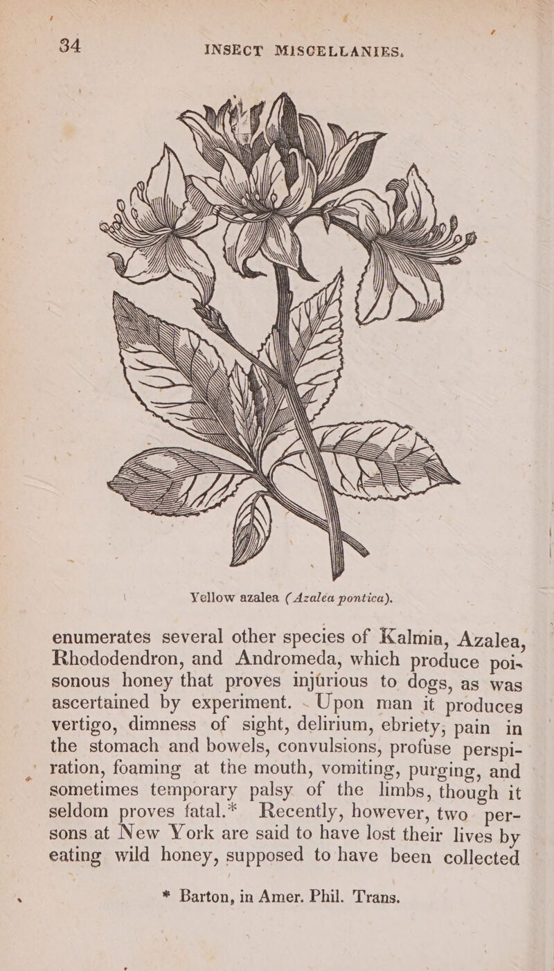 34 INSECT MISCELLANIES, Yellow azalea (Azalea pontica). enumerates several other species of Kalmia, Azalea, Rhododendron, and Andromeda, which produce poi- sonous honey that proves injarious to dogs, as was ascertained by experiment. . Upon man it produces vertigo, dimness of sight, delirium, ebriety; pain in the stomach and bowels, convulsions, profuse perspi- ration, foaming at the mouth, vomiting, purging, and sometimes temporary palsy of the limbs, though it seldom proves fatal.* Recently, however, two per- sons. at New York are said to have lost their lives by eating wild honey, supposed to have been collected * Barton, in Amer. Phil. Trans.