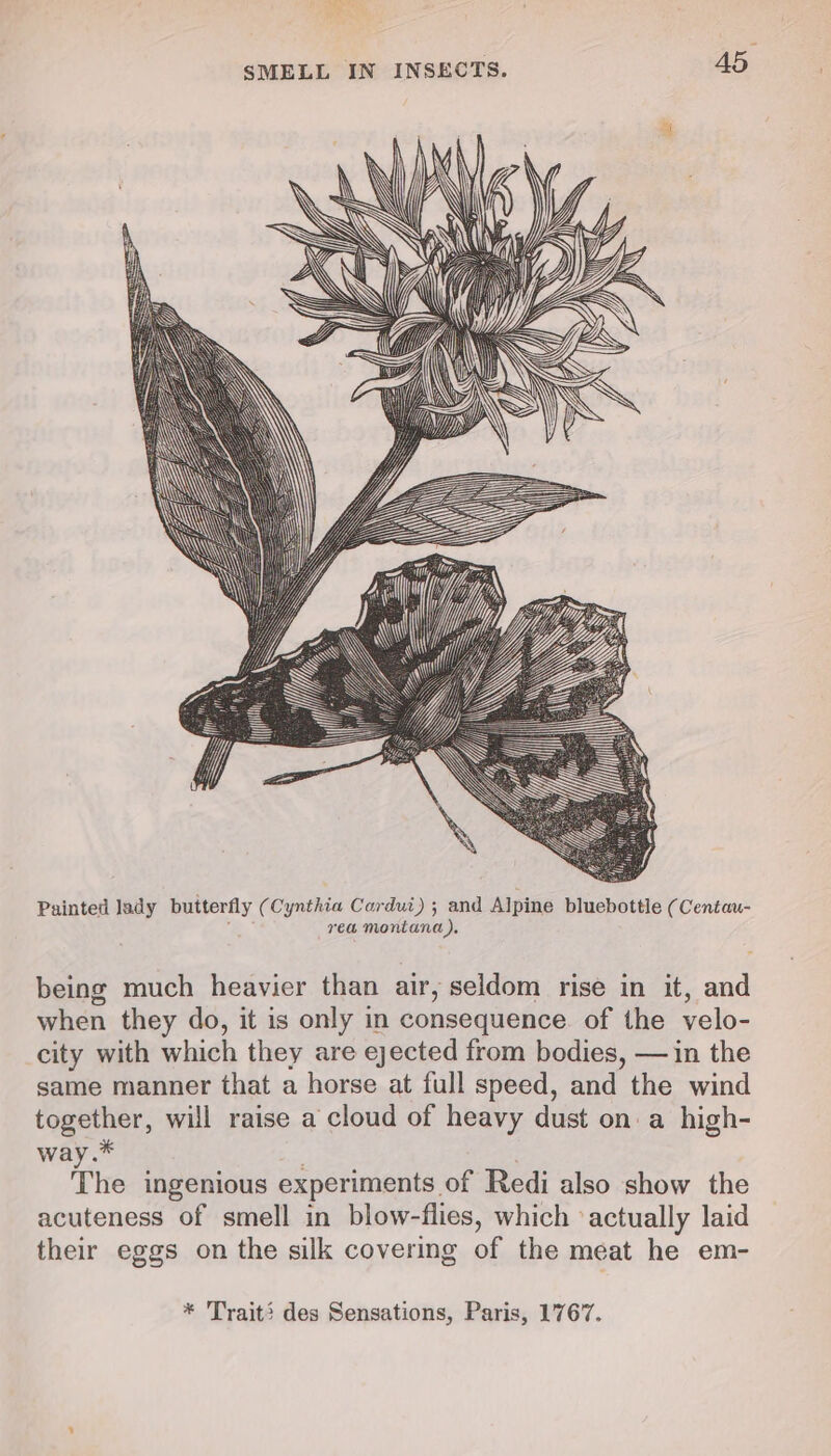 EZ S=S—~., Z ————_— EEE EEZ SSSR Painted Jady butterfly (Cynthia Cardui) ; and Alpine bluebottle (Centau- rea montana), being much heavier than air, seldom rise in it, and when they do, it is only in consequence. of the velo- city with which they are ejected from bodies, — in the same manner that a horse at full speed, and the wind together, will raise a cloud of heavy dust on: a high- way.™ The ingenious experiments of Redi also show the acuteness of smell in blow-flies, which ‘actually laid their eggs on the silk covering of the meat he em- * Trait} des Sensations, Paris, 1767.
