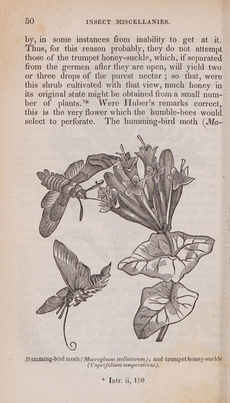 by, in some instances from inability to get at it. Thus, for this reason probably, they do not attempt those of the trumpet honey-suckle, which, if separated from the germen after they are open, will yield two or three drops of the purest nectar ; so that, were this shrub cultivated with that view, much honey in its original state might be obtained from a small num- ber of plants.** Were Huber’s remarks correct, this is the very flower which the humble-bees would select to perforate. The humming-bird moth (Ma- WW iia, GH jp AWA Humming-bird moth (Macroglossa stellatarum); and trumpet honey-suckle (Caprifolium sempervirens ). * Intr. 1, 180.